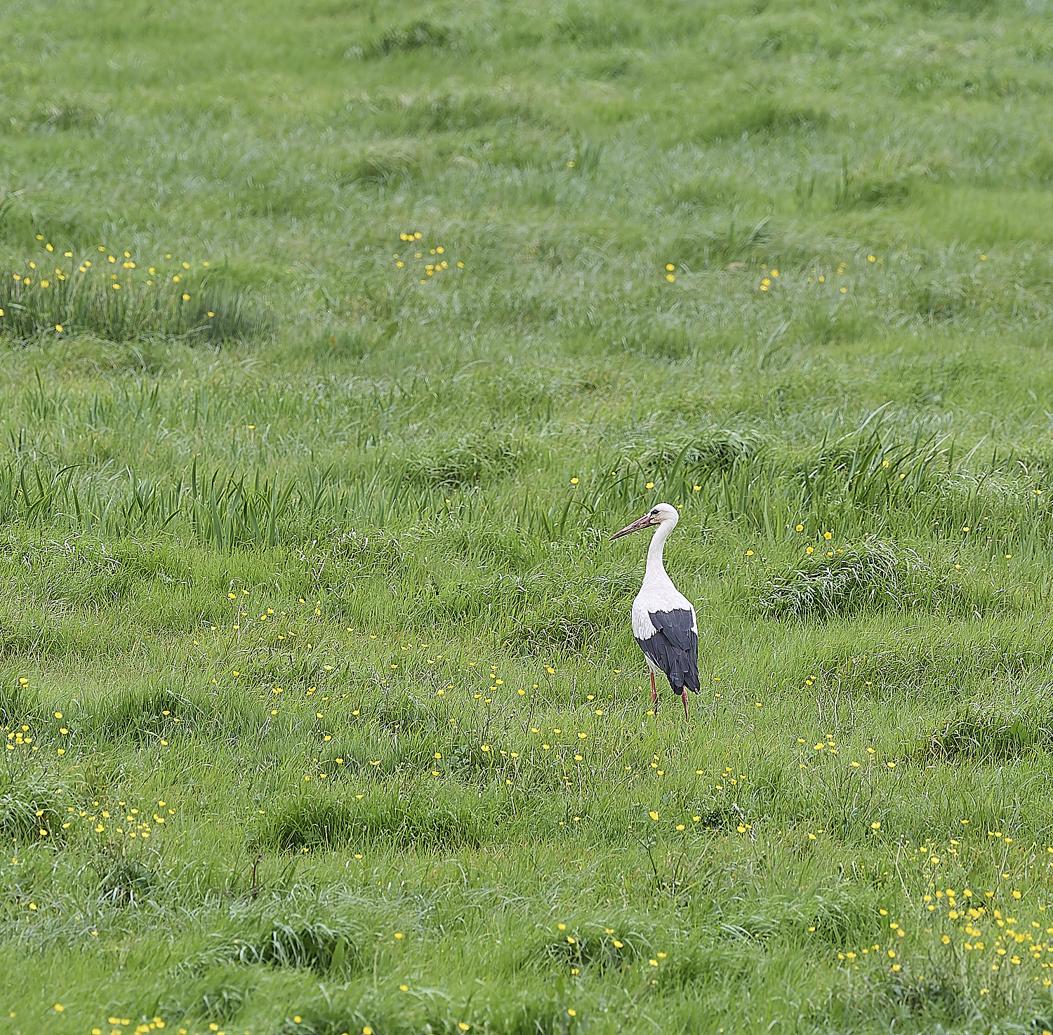 AljezurWhiteStork260325-1