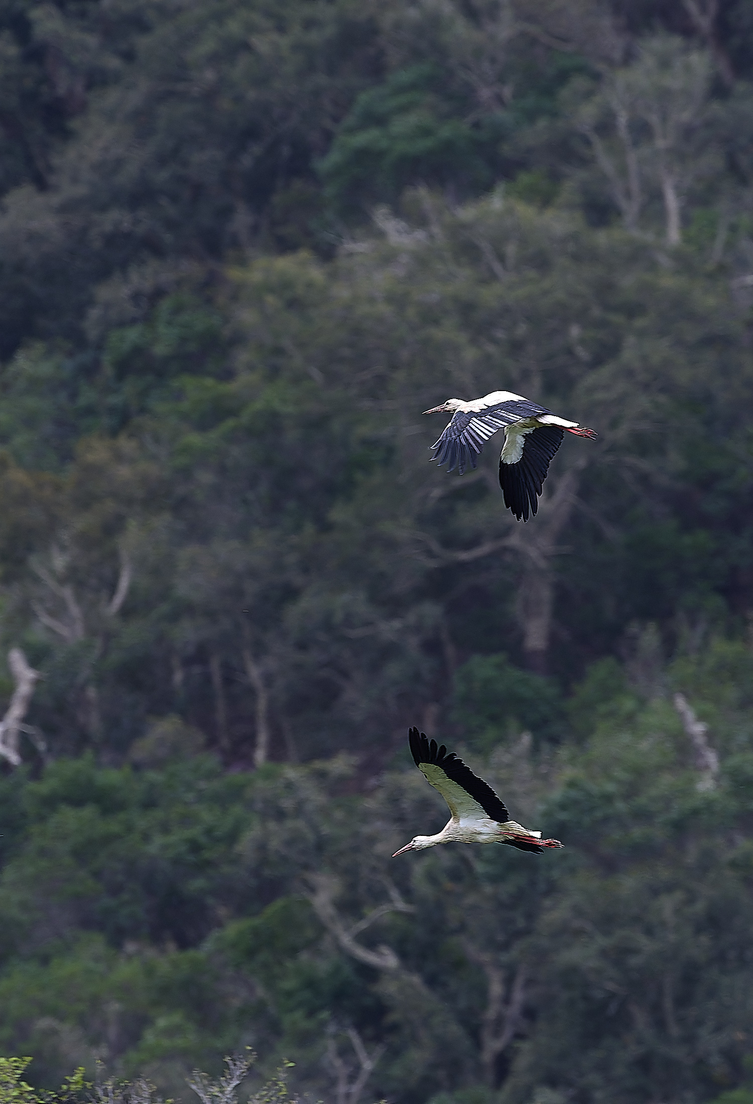 AljezurWhiteStork260325-2