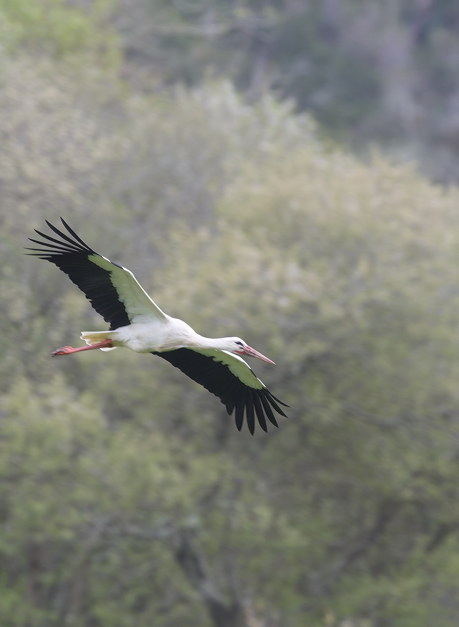 AljezurWhiteStork260325-3