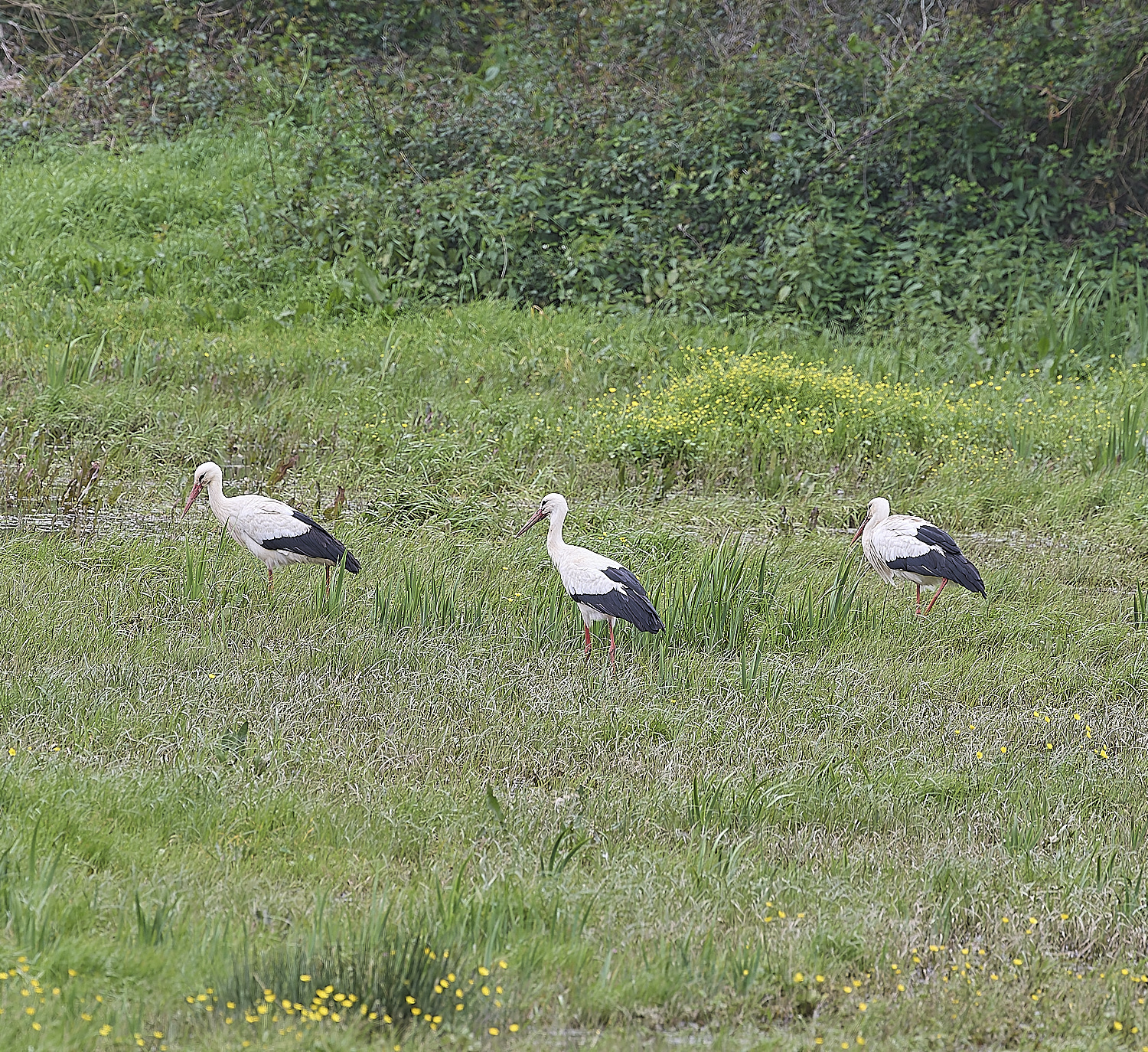 AljezurWhiteStork260325-4