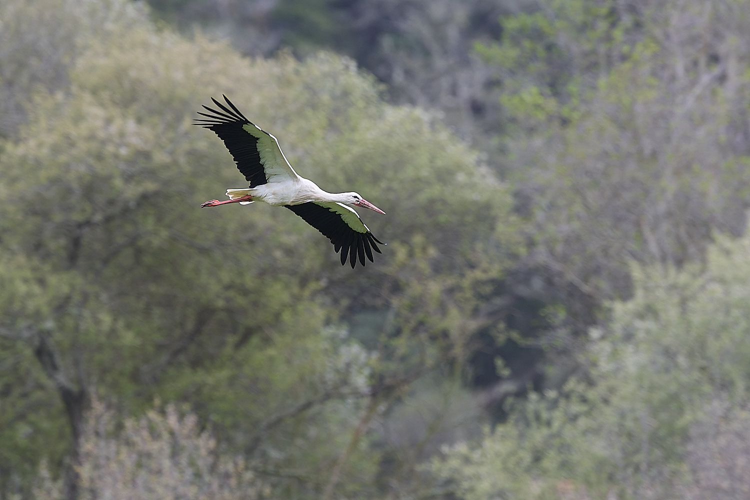 AljezurWhiteStork260325-5