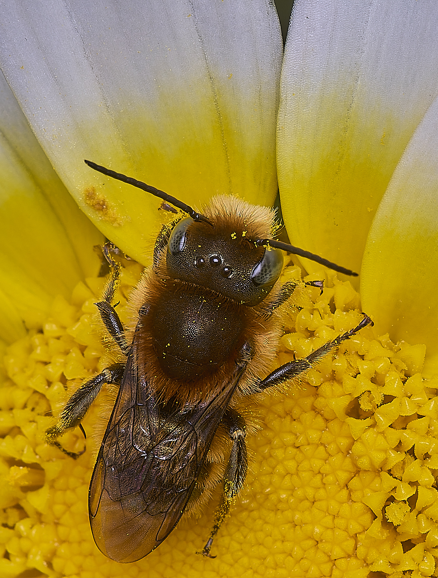 AlvorBeeSp240325-3-NEF-