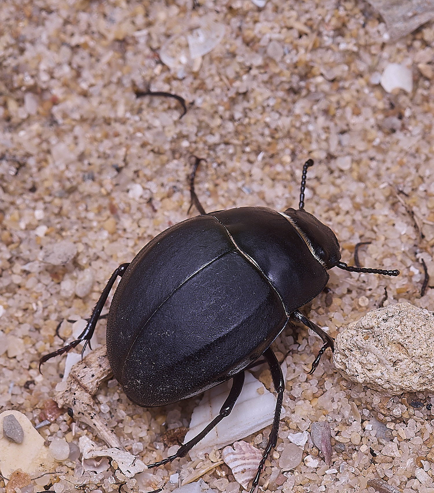 AlvorBeetle240325-1