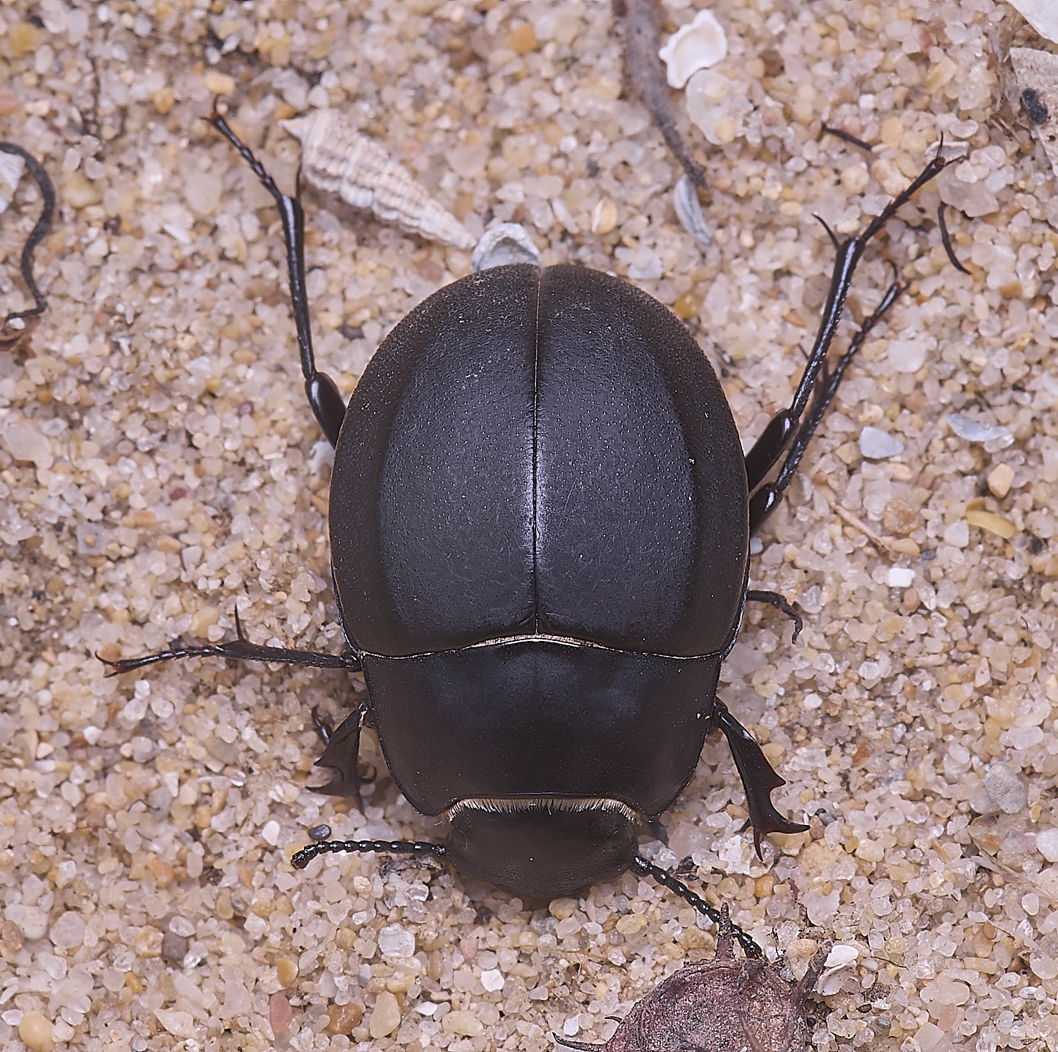 AlvorBeetle240325-2