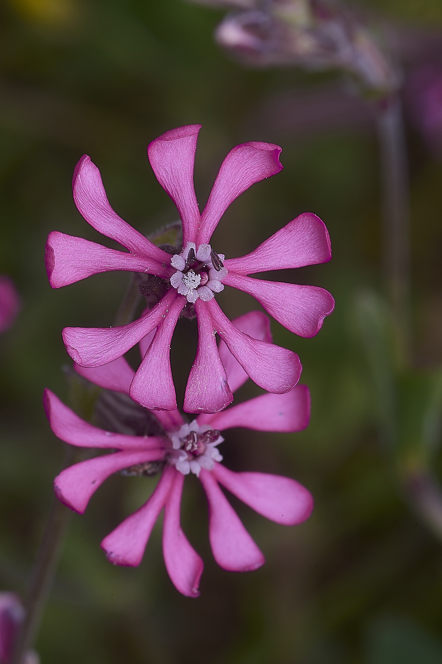 AlvorFlower1240325-1