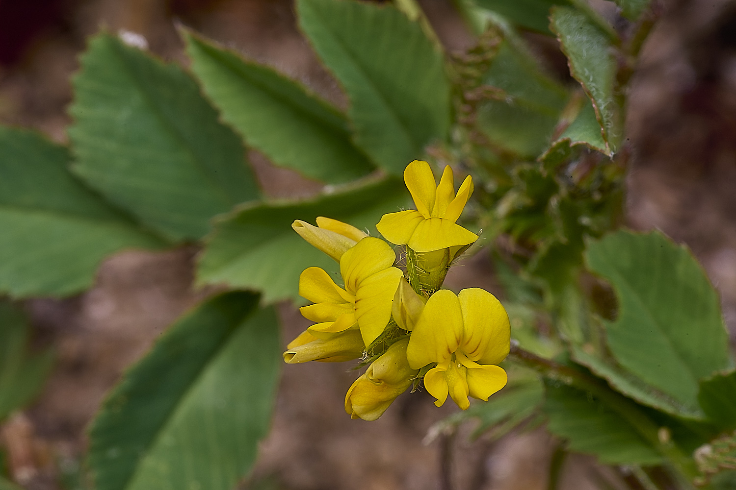 AlvorFlower2240325-1