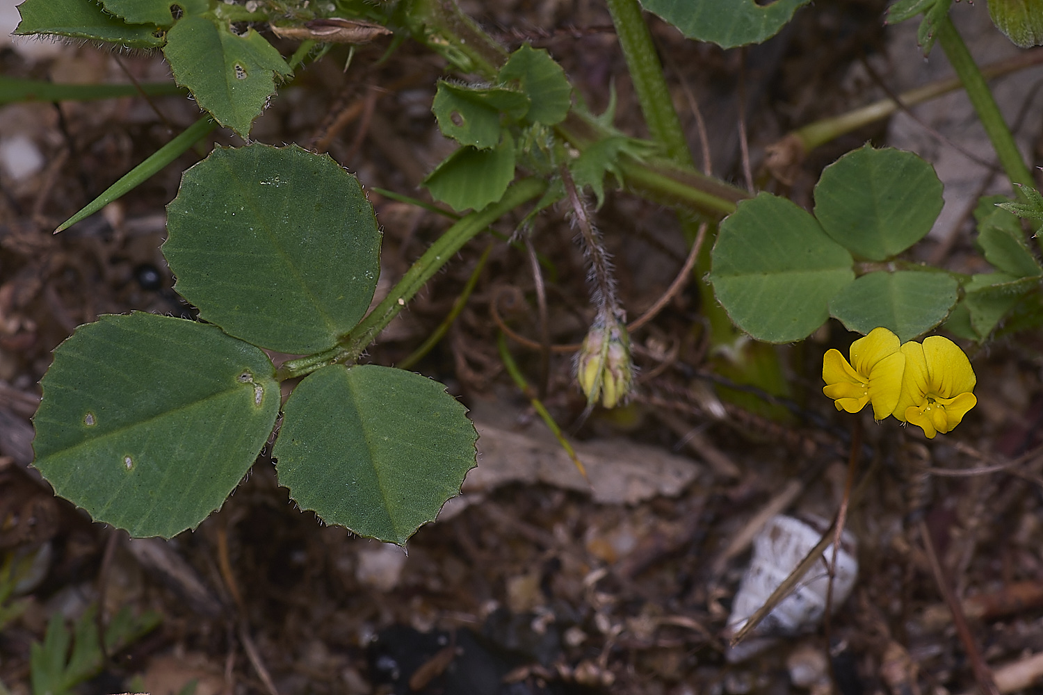 AlvorFlower2240325-2