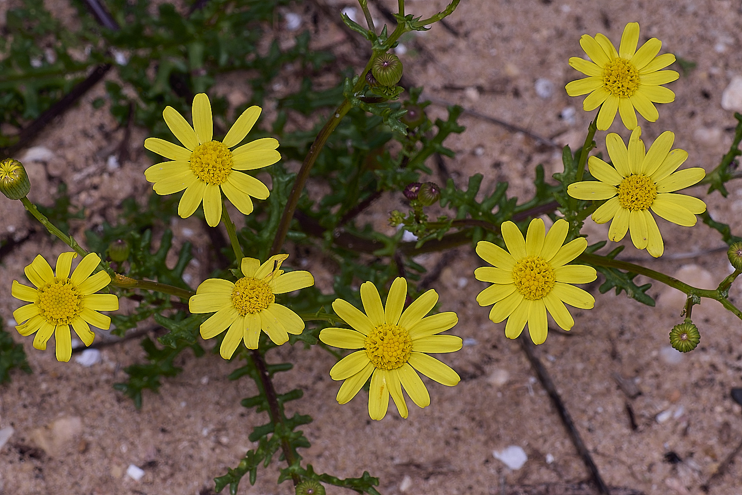 AlvorFlower3240325-1