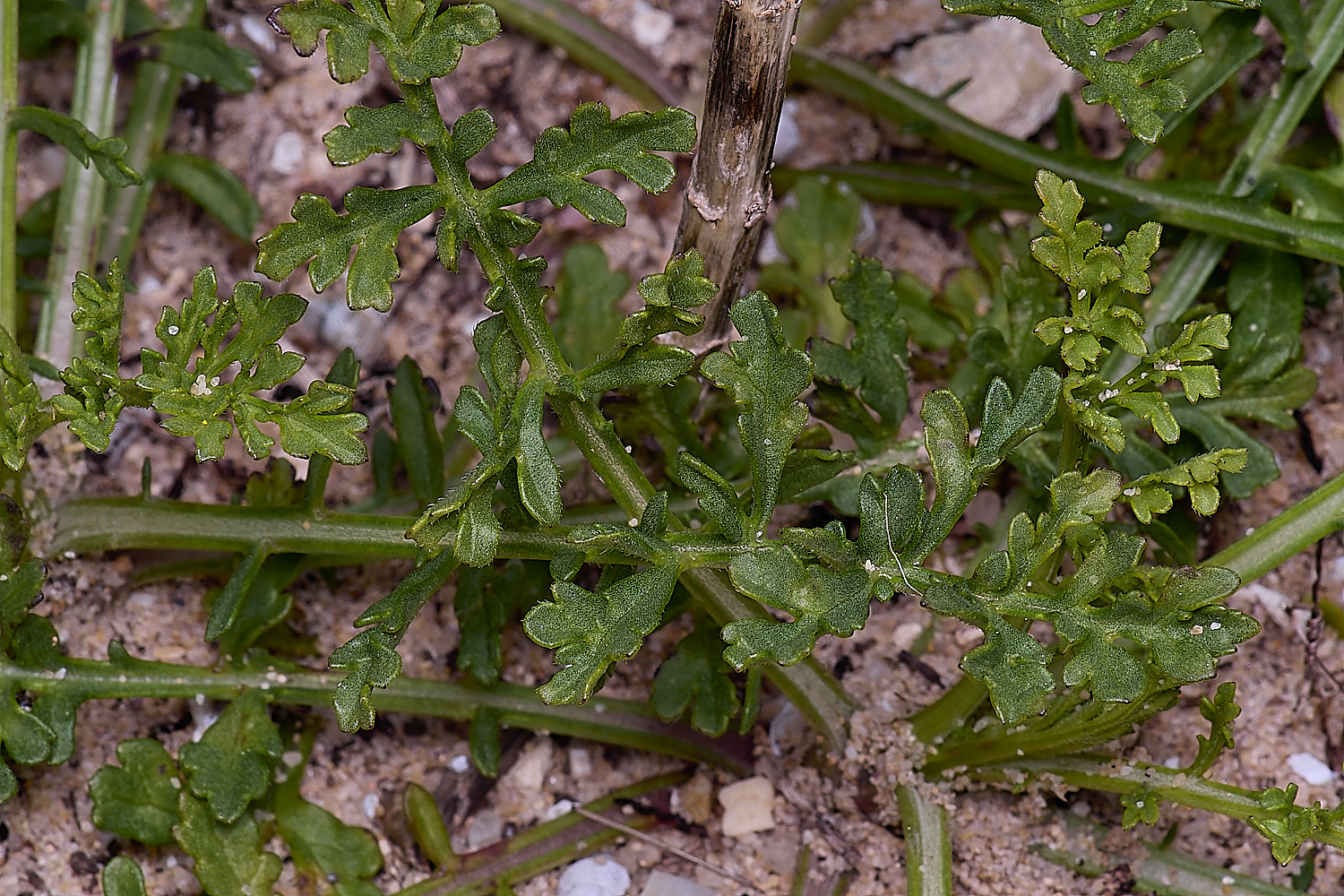 AlvorFlower3240325-2