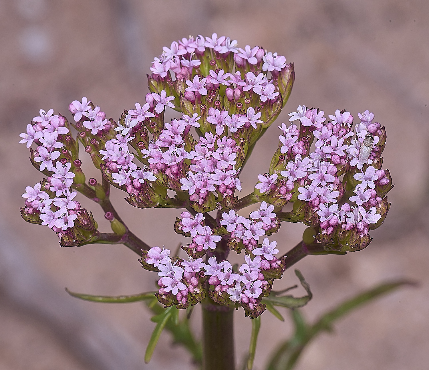 AlvorFlower4240325-1