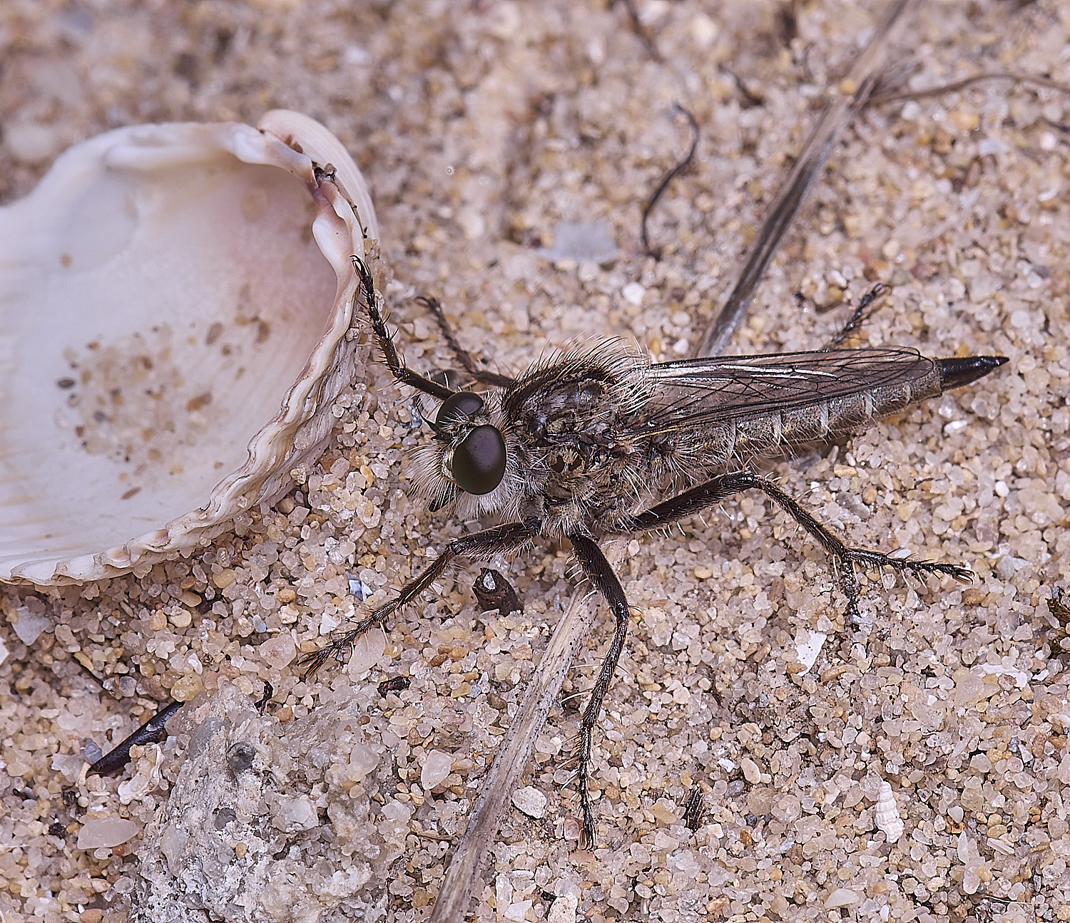 AlvorRobberFly240325-1