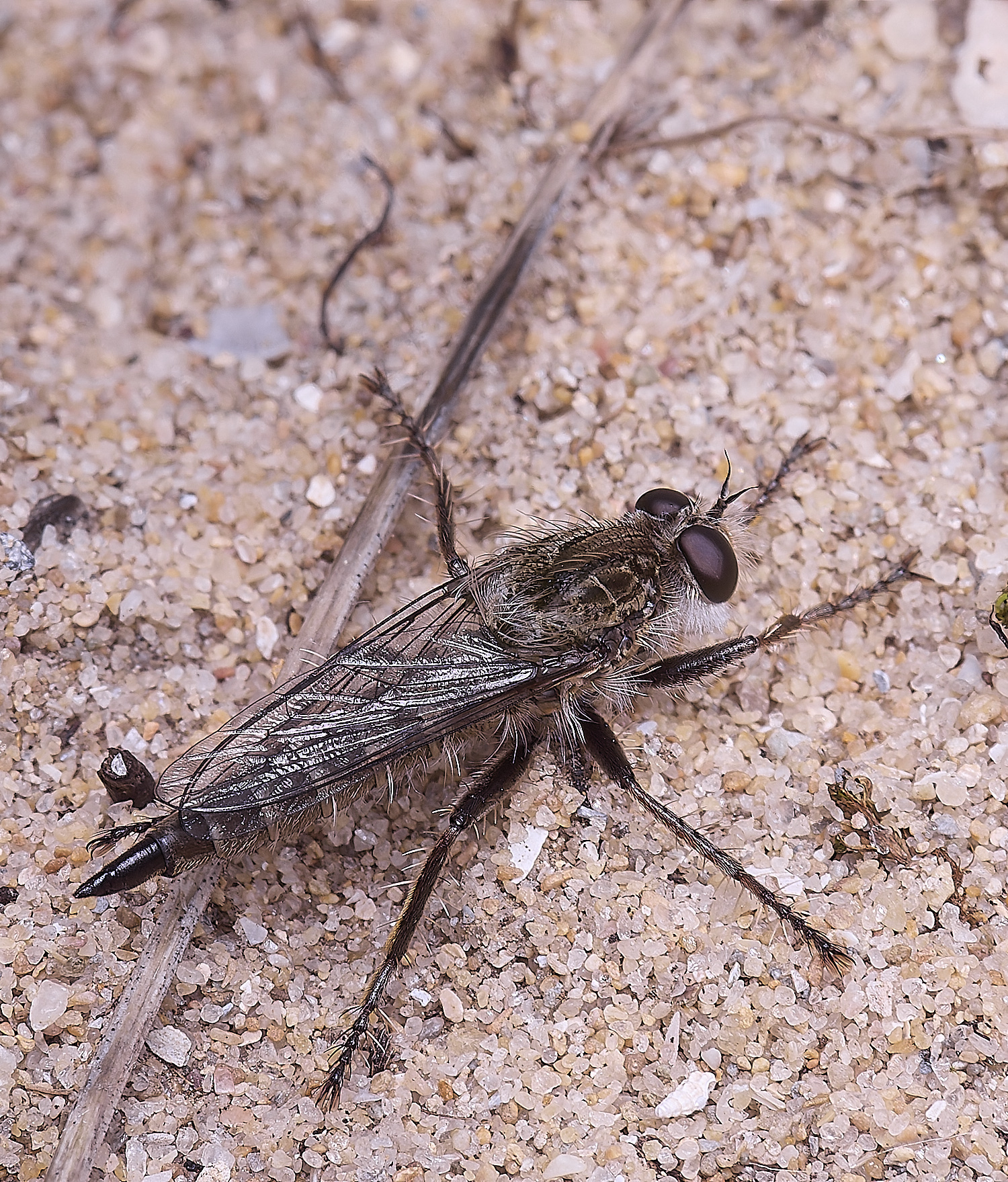 AlvorRobberFly240325-2-NEF-