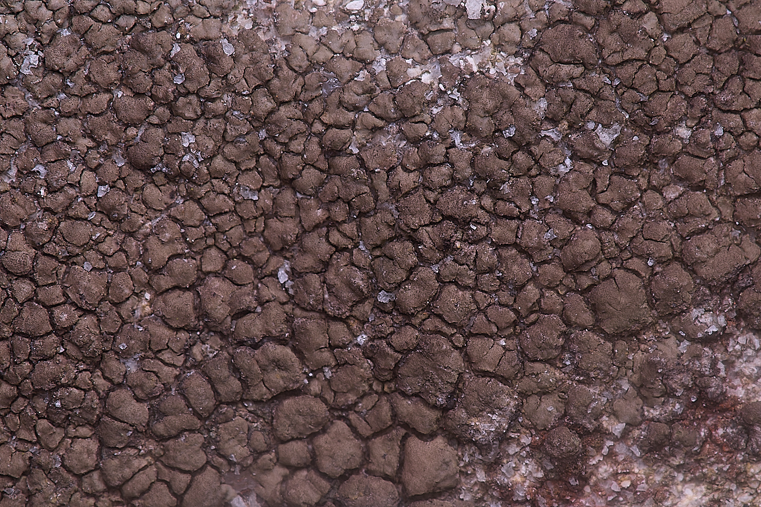 CleyChurchLichen10050225-1