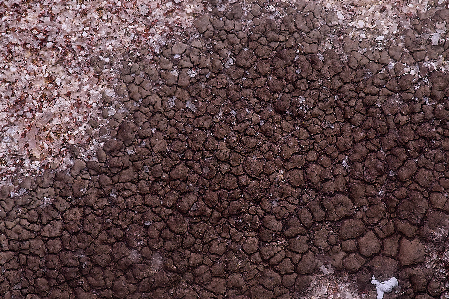 CleyChurchLichen10050225-2