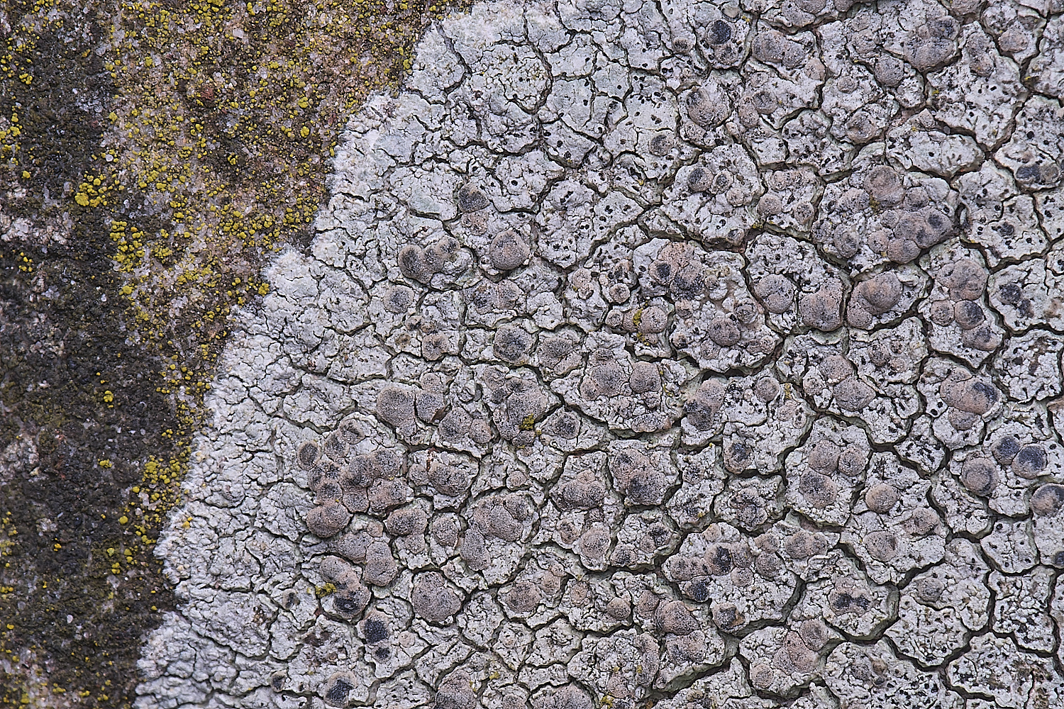 CleyChurchLichen110325-1 1