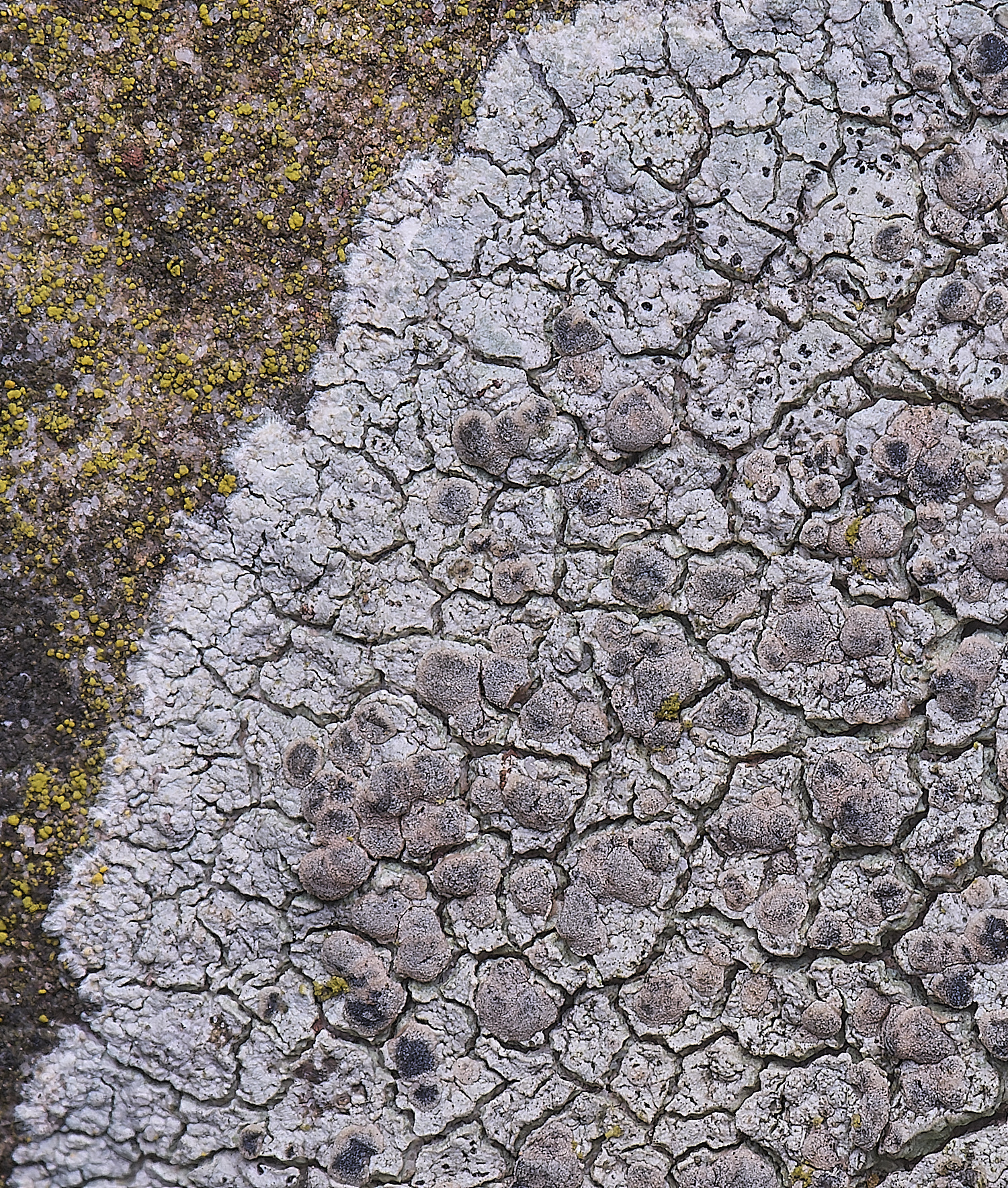 CleyChurchLichen110325-1