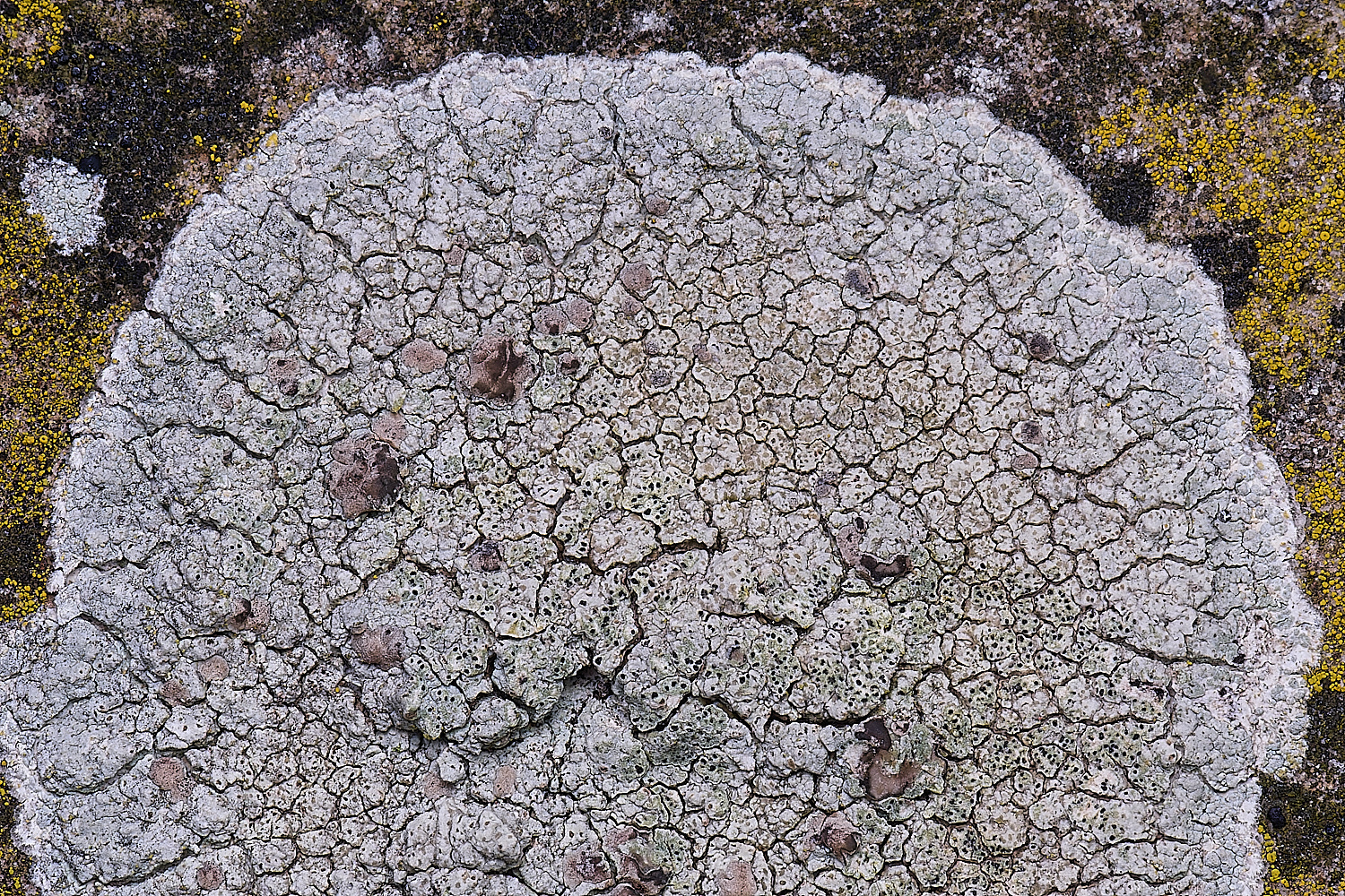 CleyChurchLichen110325-2