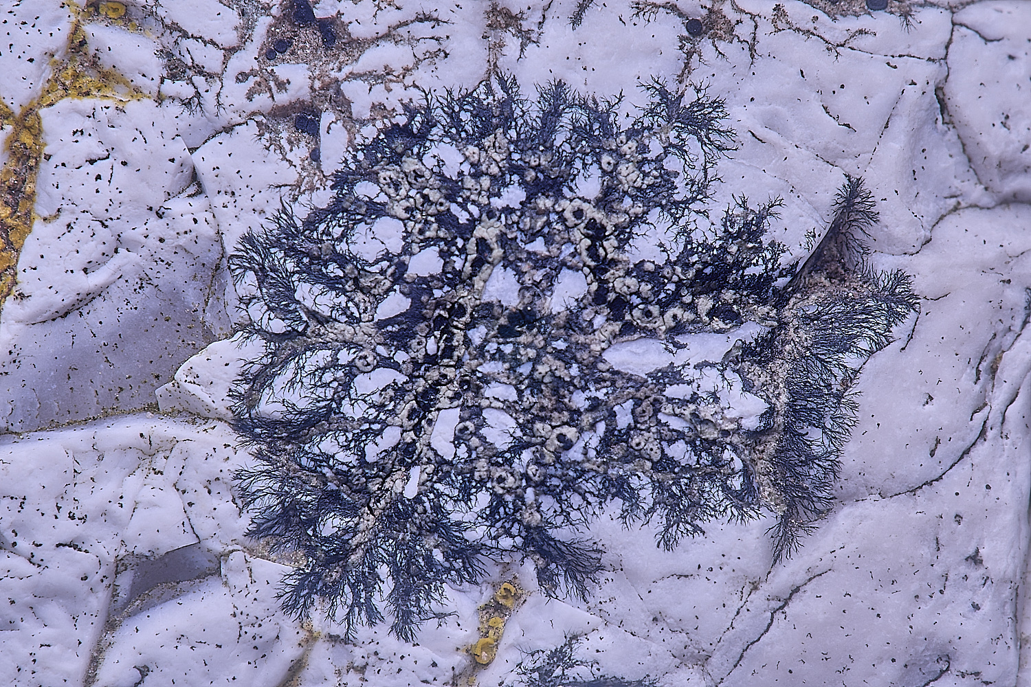 CleyChurchLichen11050225-1