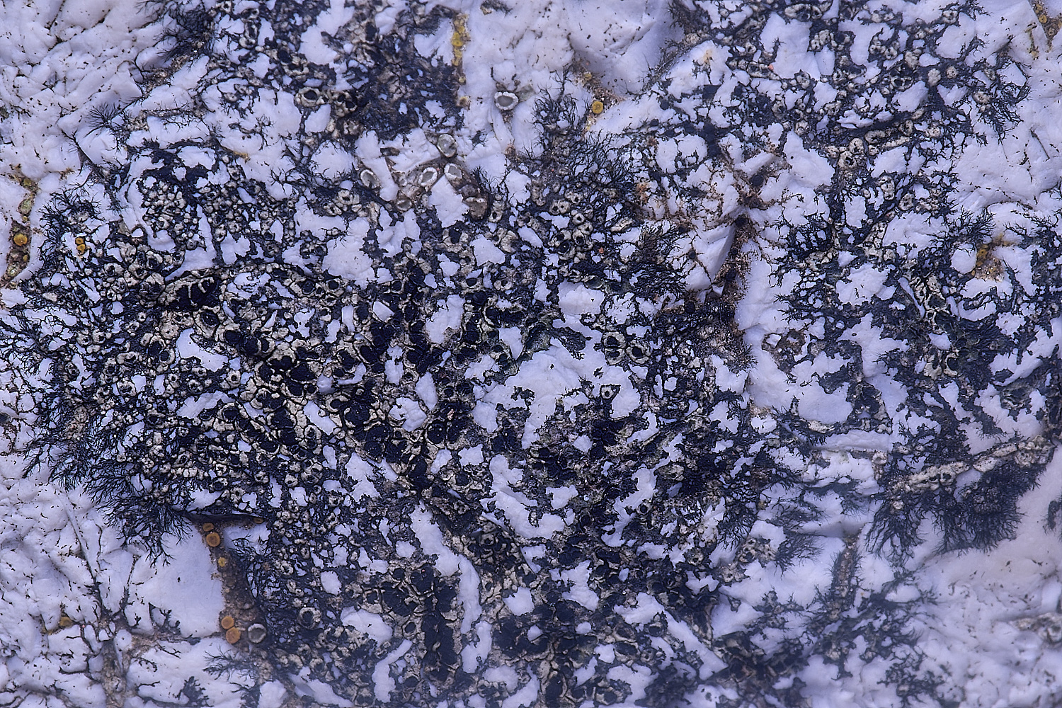 CleyChurchLichen11050225-2