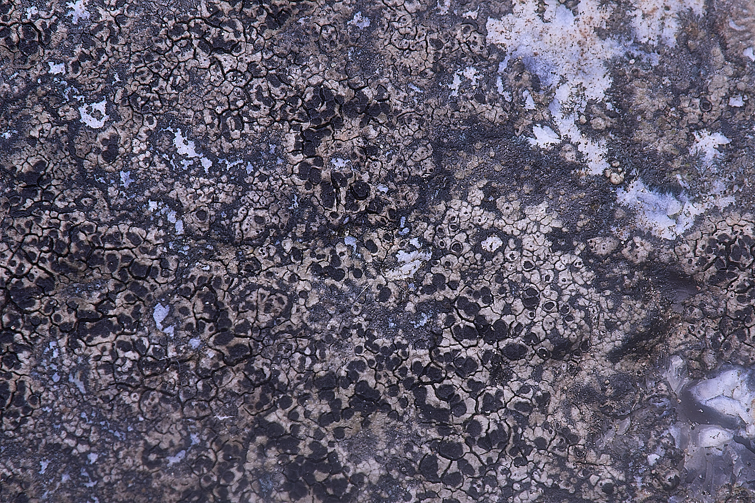 CleyChurchLichen2050225-1