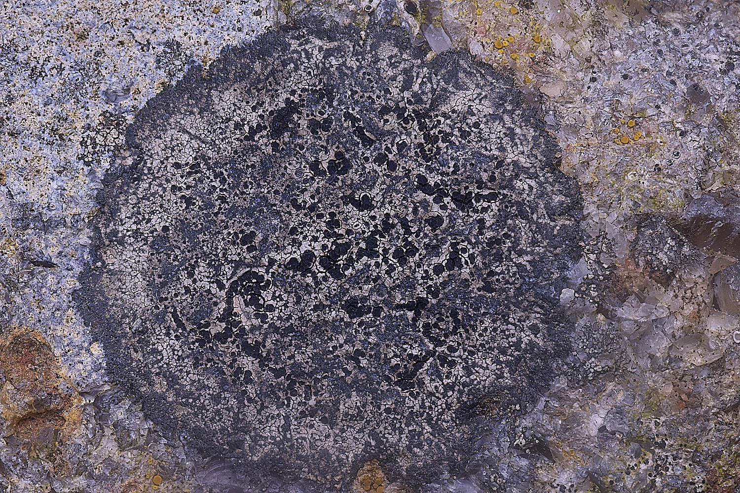 CleyChurchLichen2050225-2
