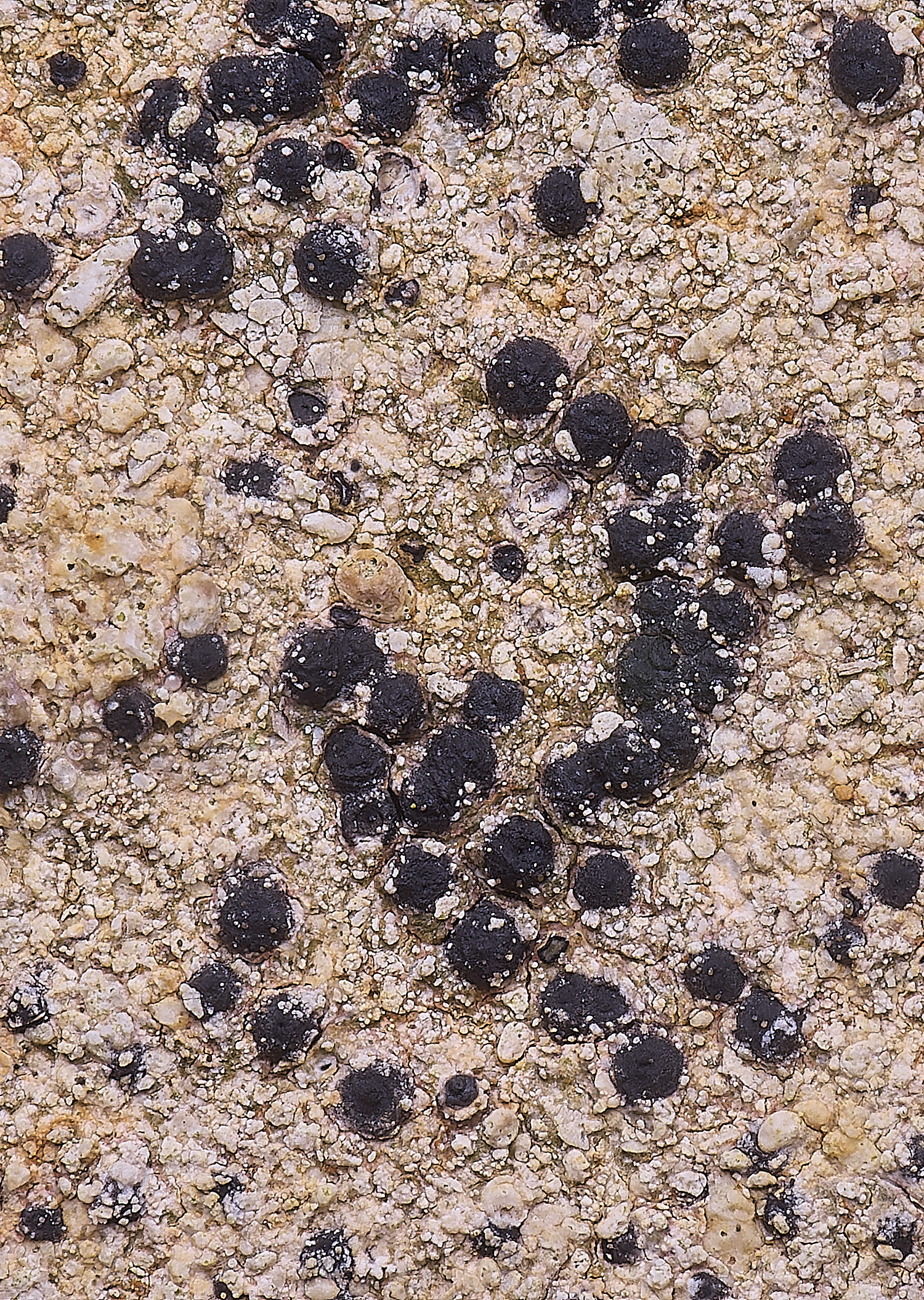 CleyChurchLichen2110325-2 1