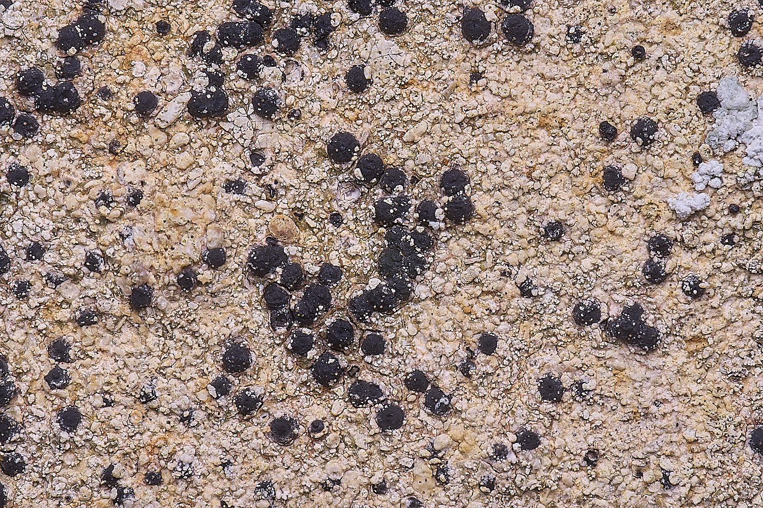 CleyChurchLichen2110325-2