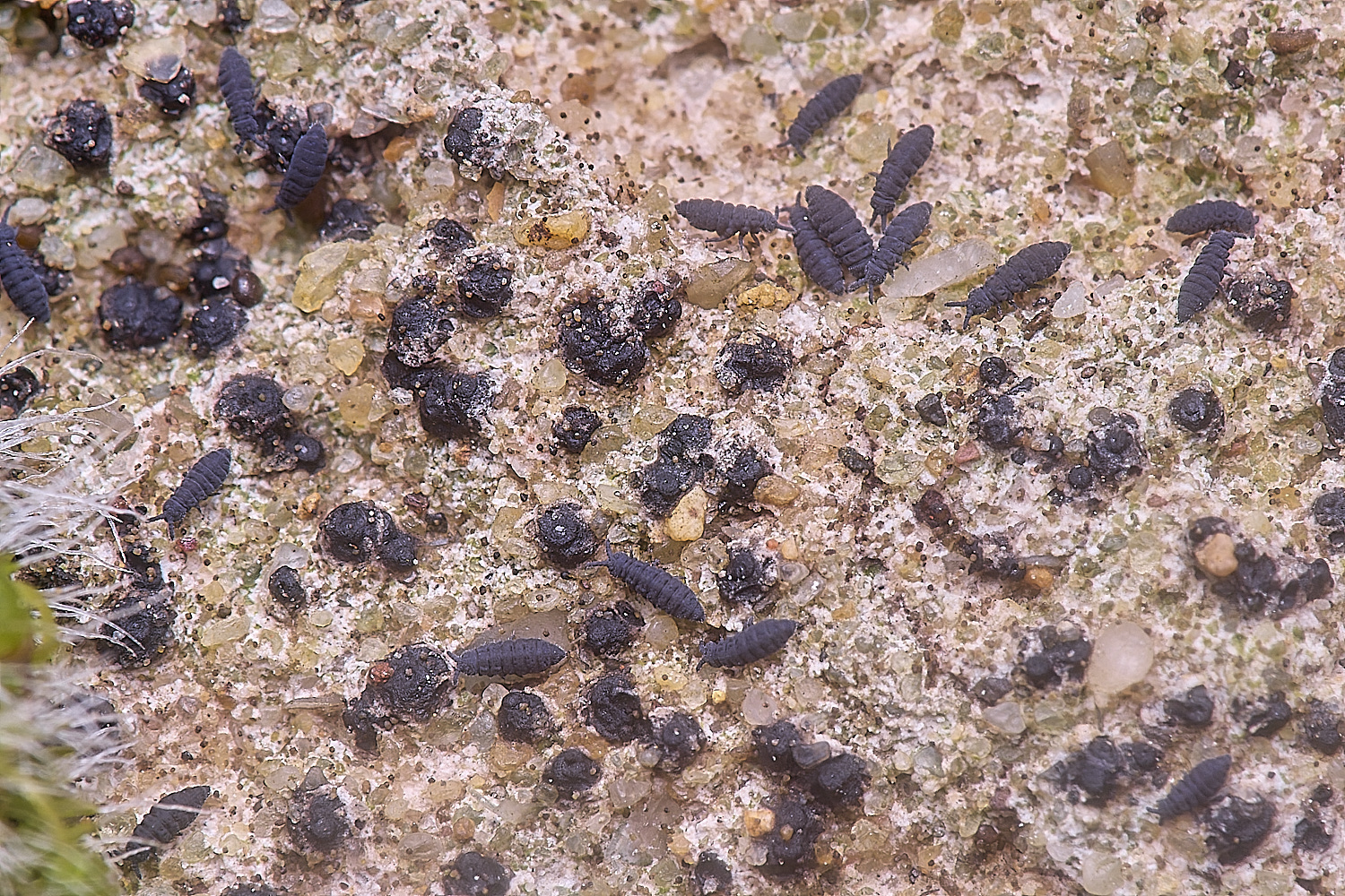 CleyChurchLichen3050225-1