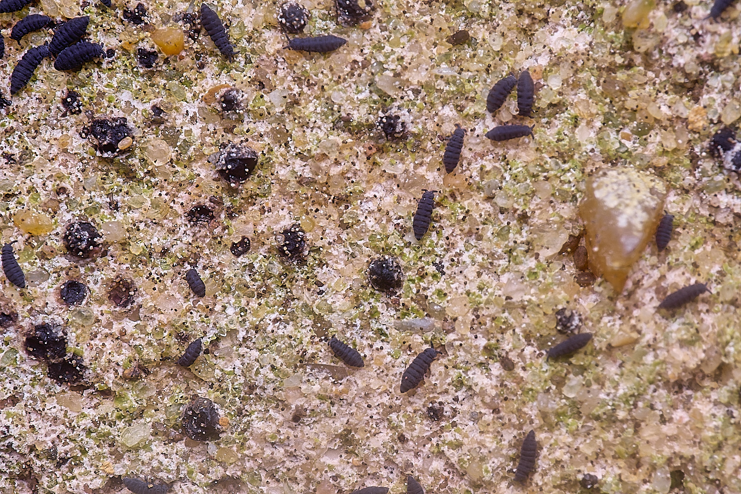 CleyChurchLichen3050225-2