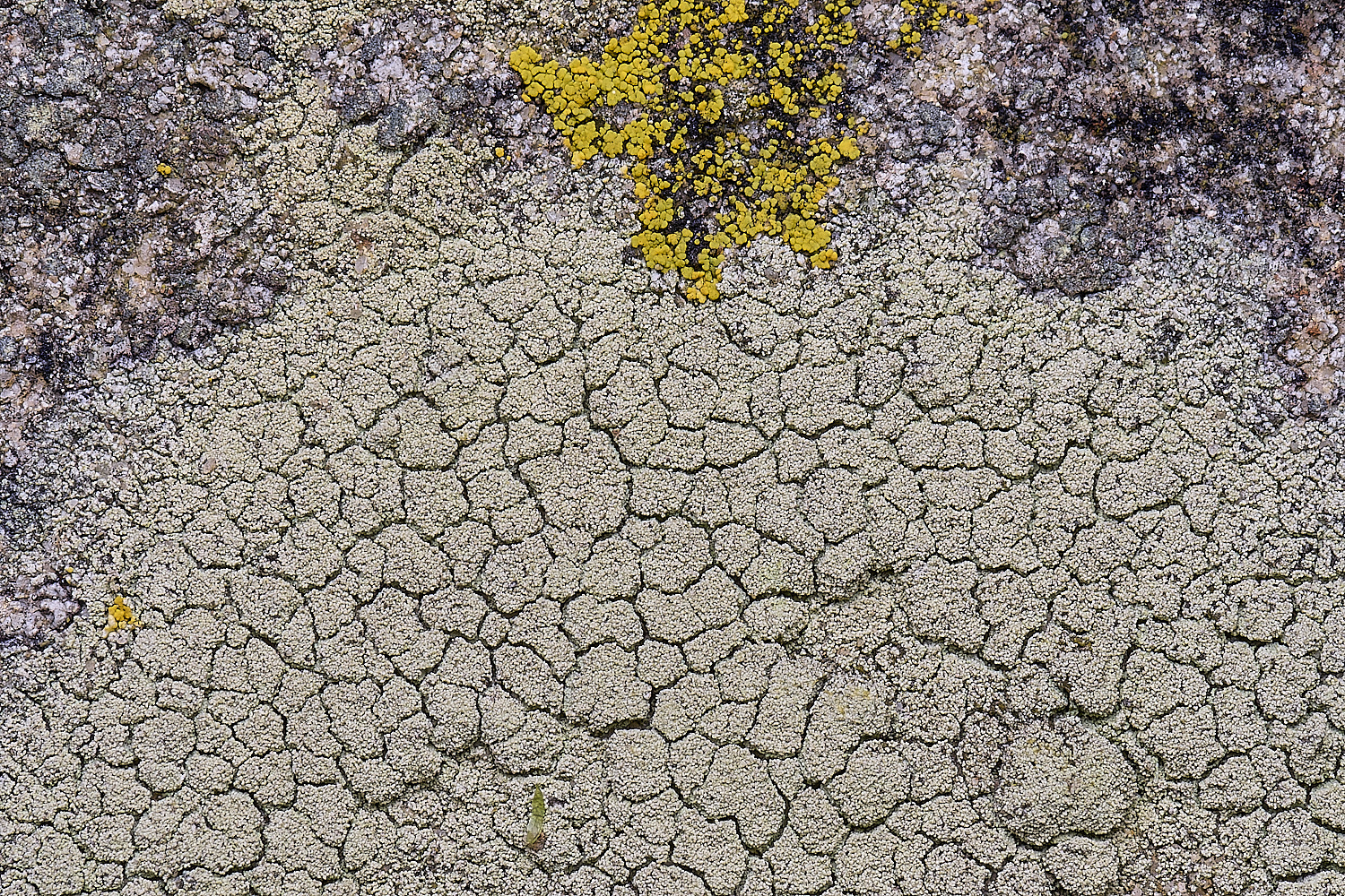 CleyChurchLichen310325-1