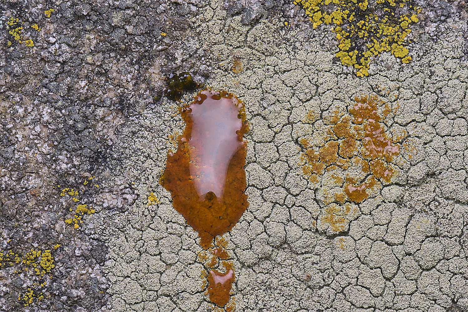 CleyChurchLichen310325-2