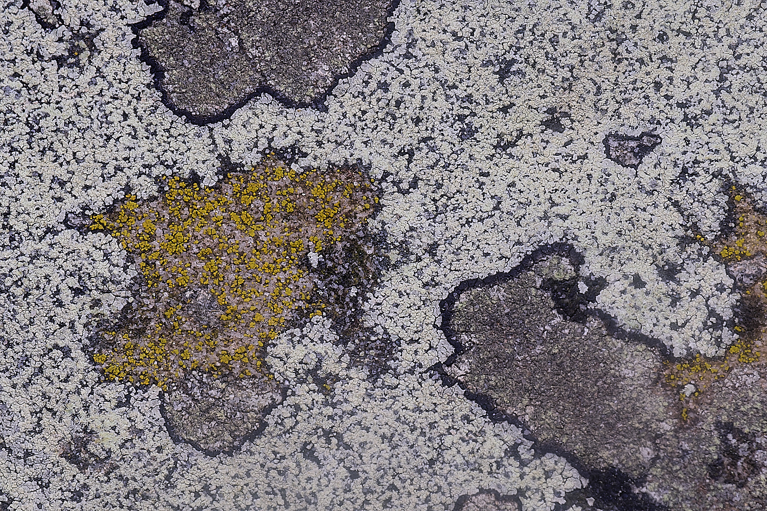 CleyChurchLichen4050225-1