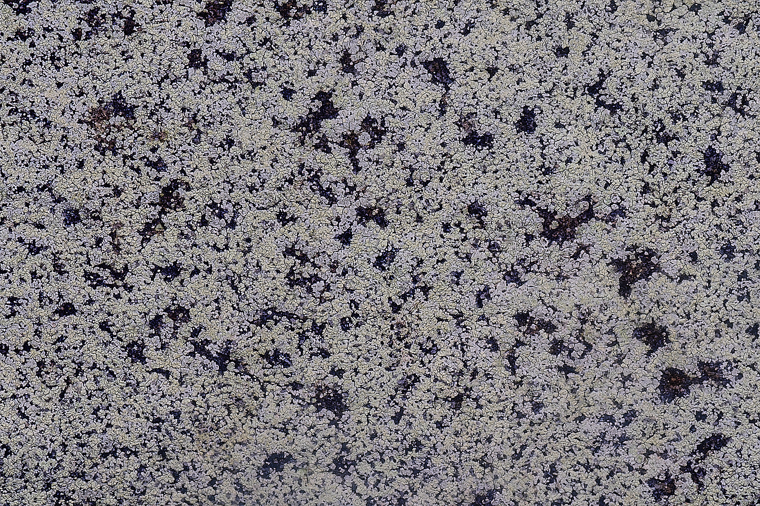 CleyChurchLichen4050225-2