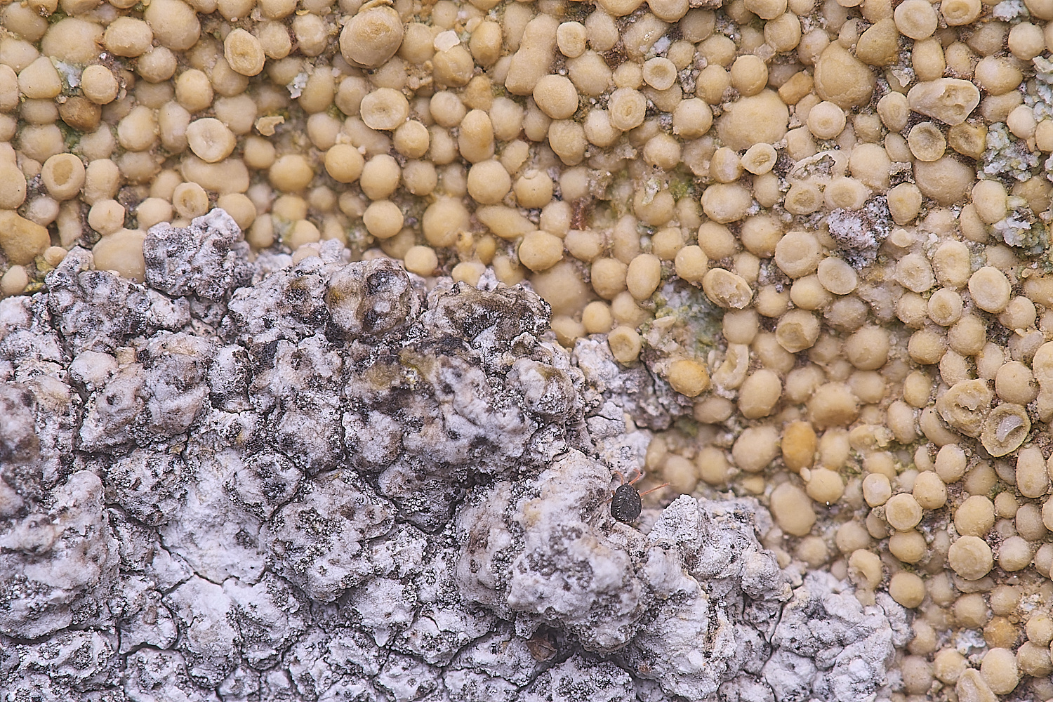 CleyChurchLichen4110325-1