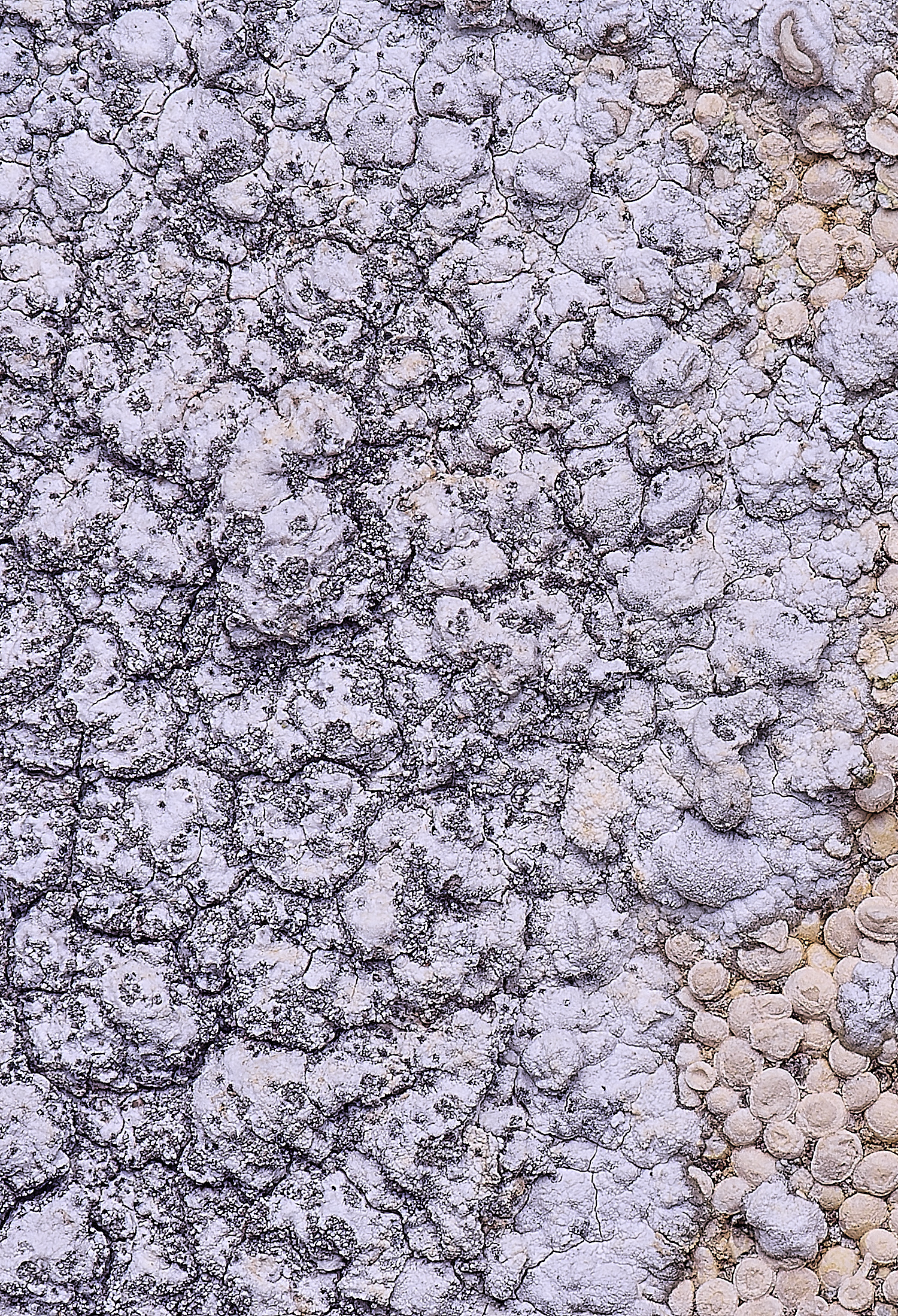 CleyChurchLichen4110325-2 1