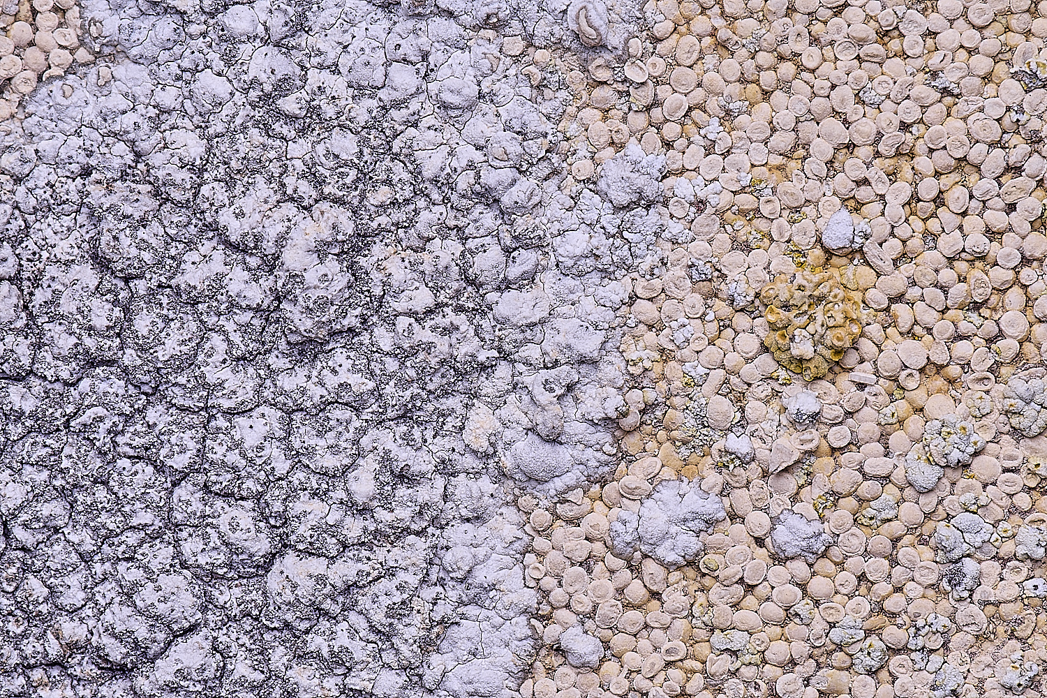 CleyChurchLichen4110325-2