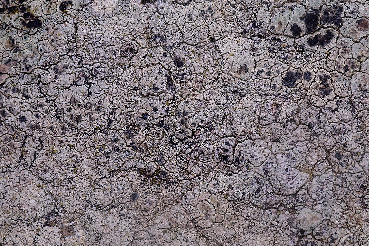 CleyChurchLichen5050225-1