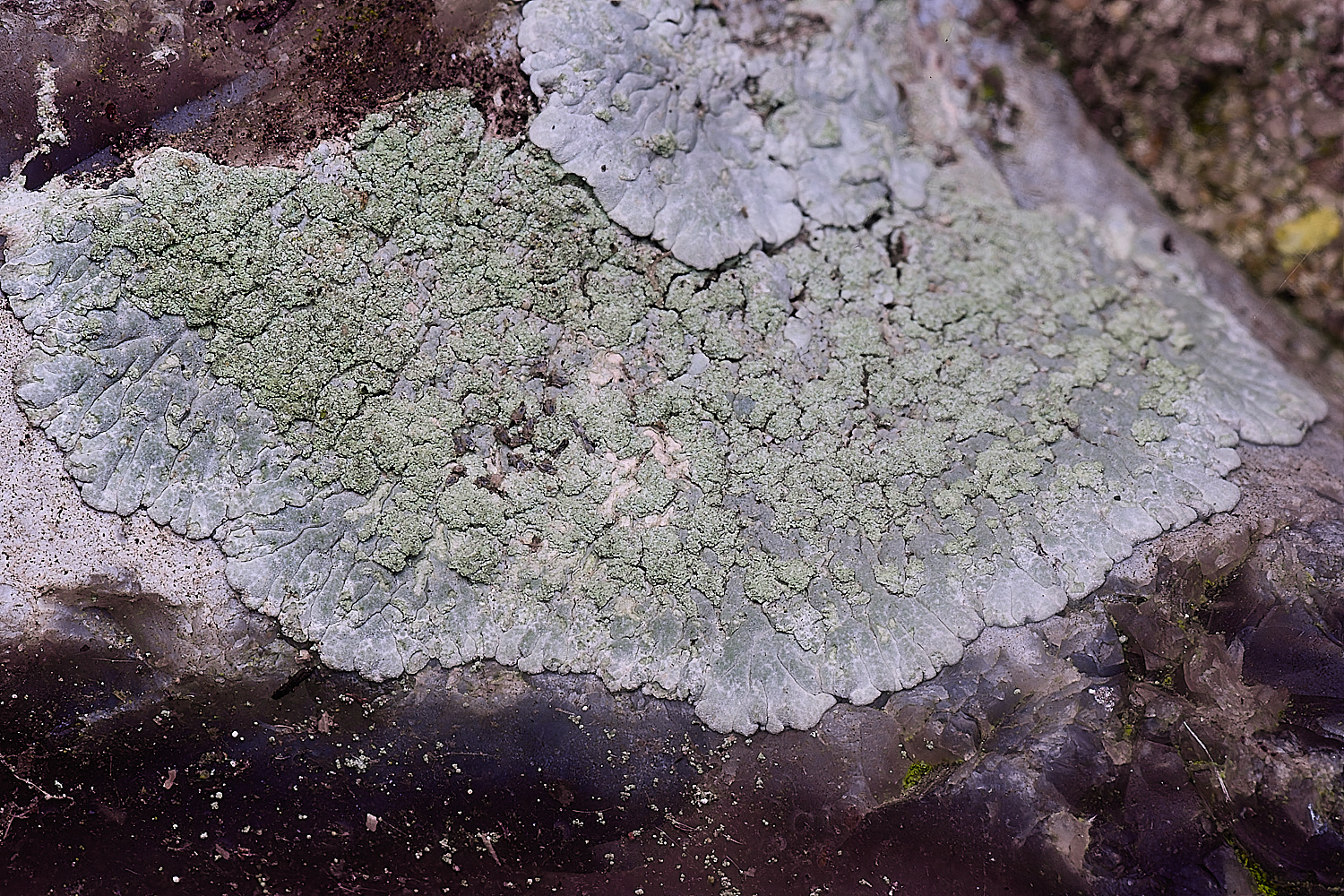 CleyChurchLichen6050225-1