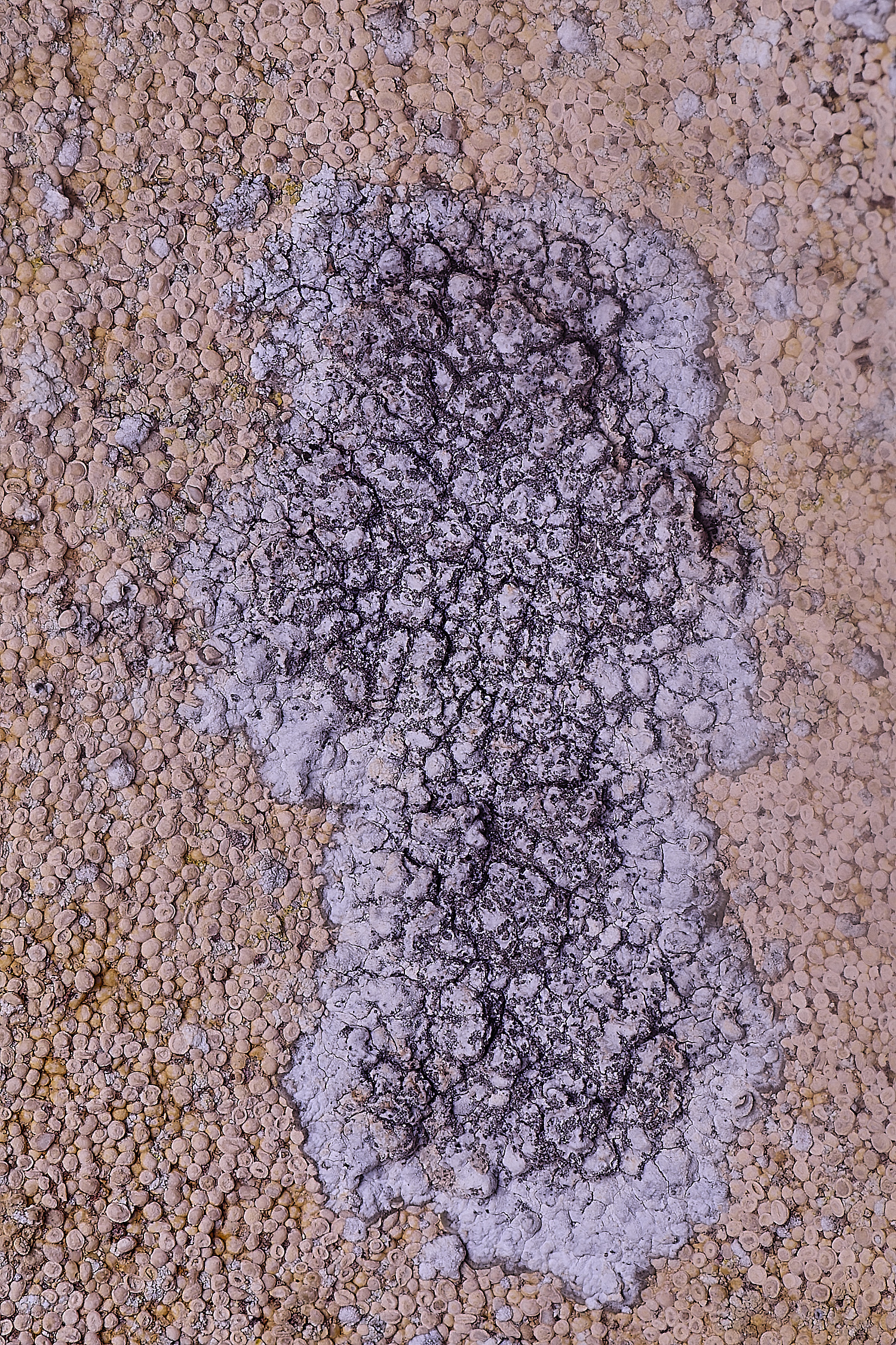 CleyChurchLichen7050225-1