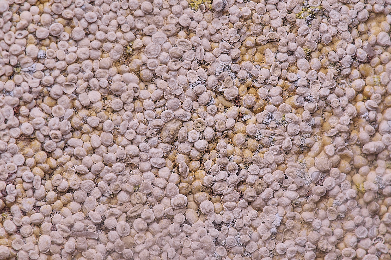 CleyChurchLichen8050225-1