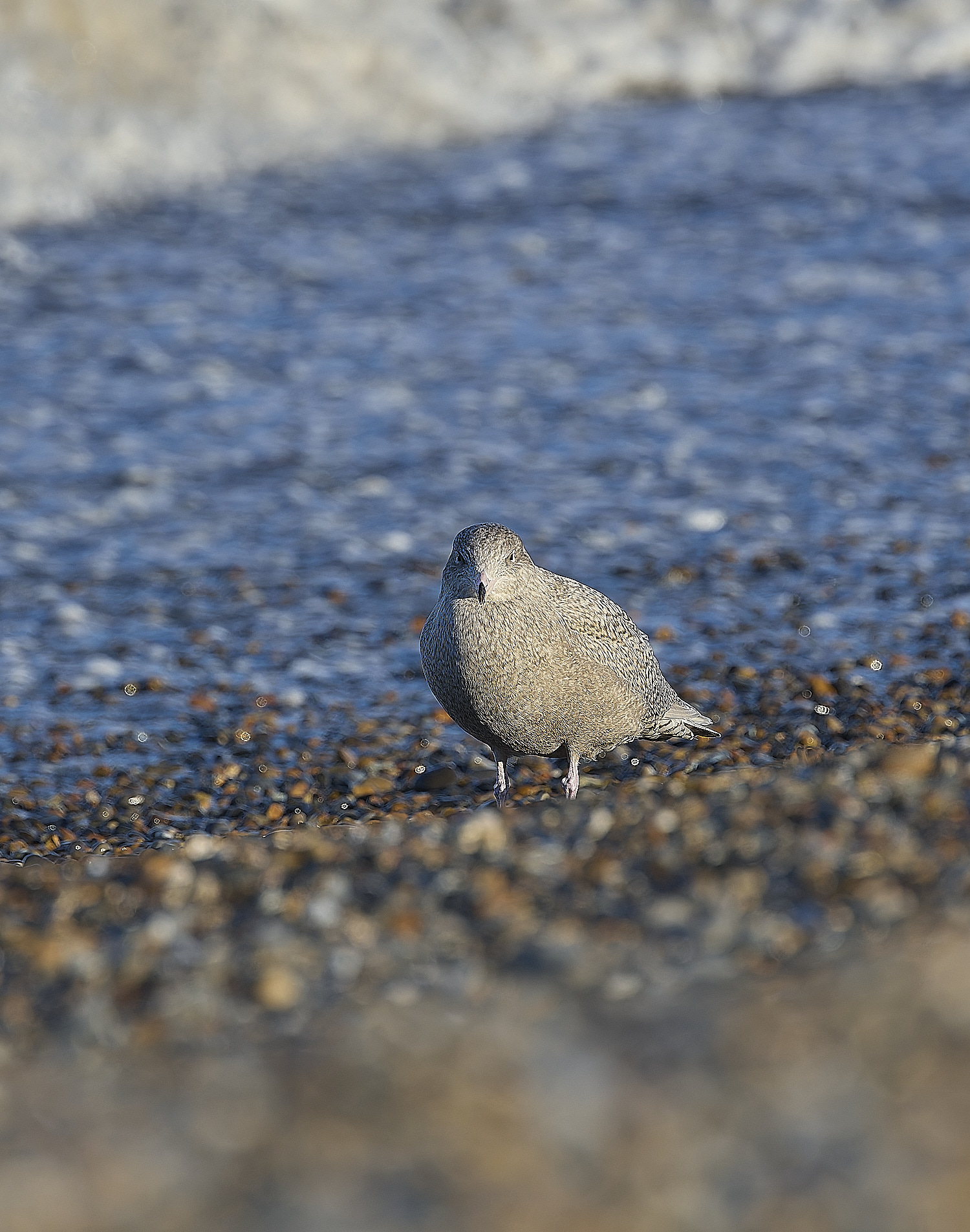 CleyGlaucousGull090125-1