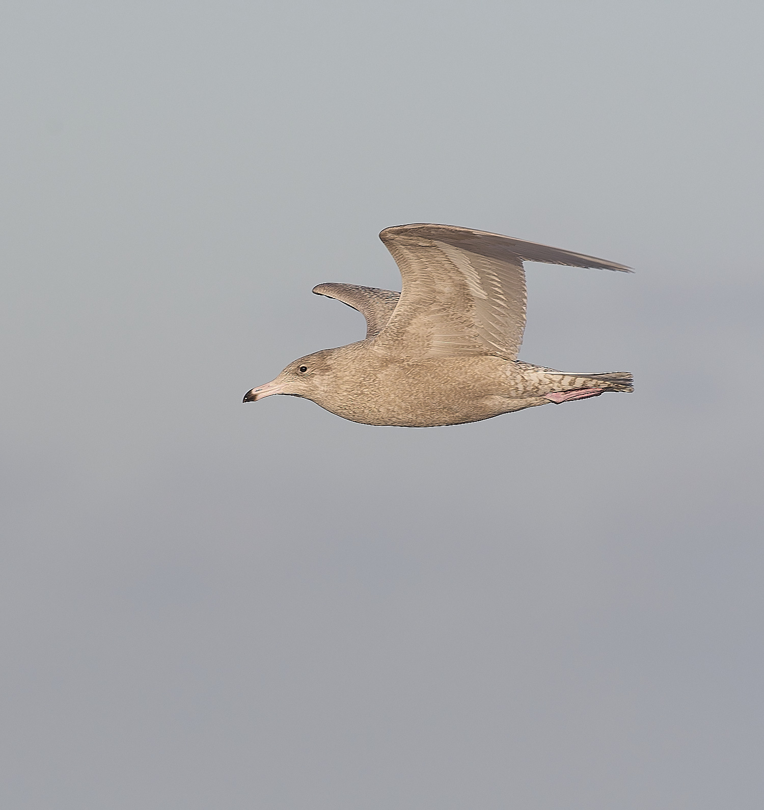 CleyGlaucousGull090125-10