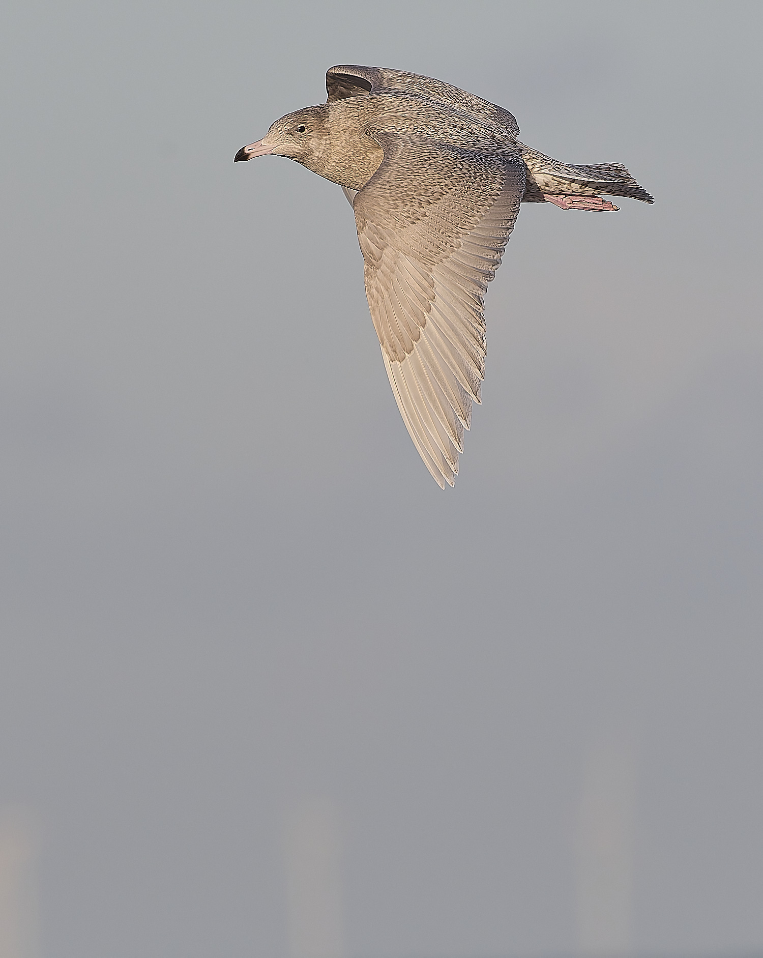 CleyGlaucousGull090125-11