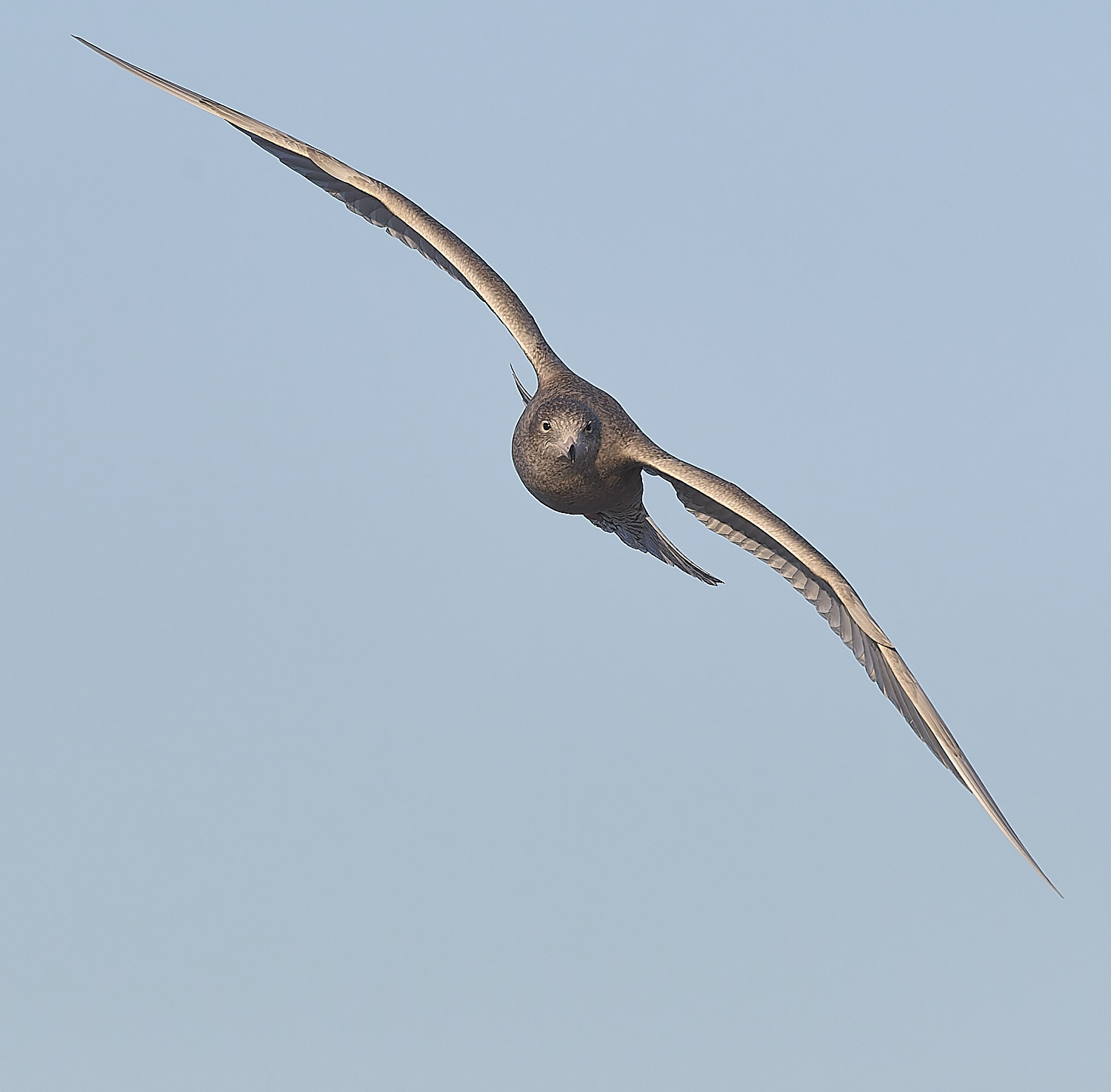 CleyGlaucousGull090125-12
