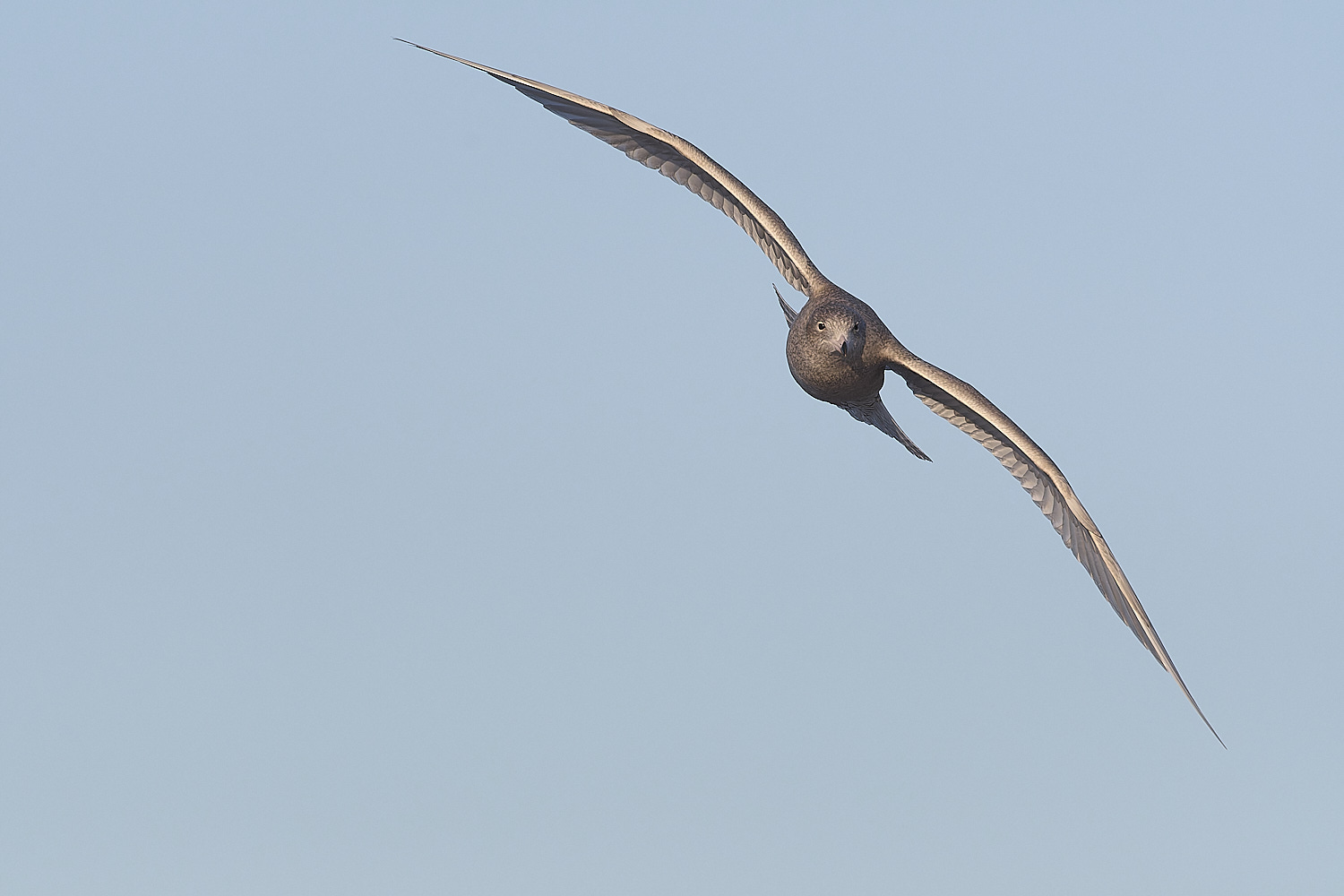 CleyGlaucousGull090125-13
