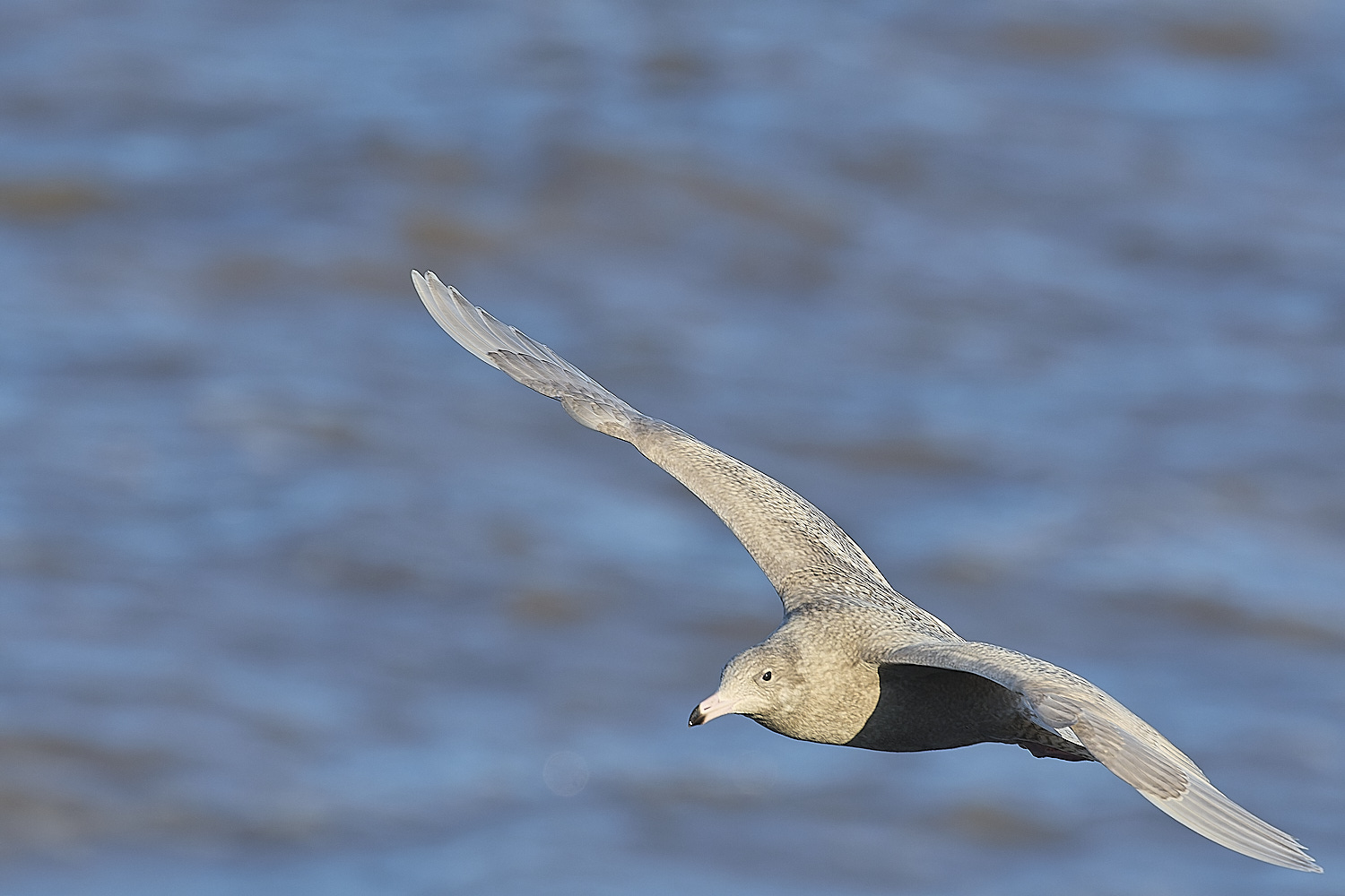 CleyGlaucousGull090125-14