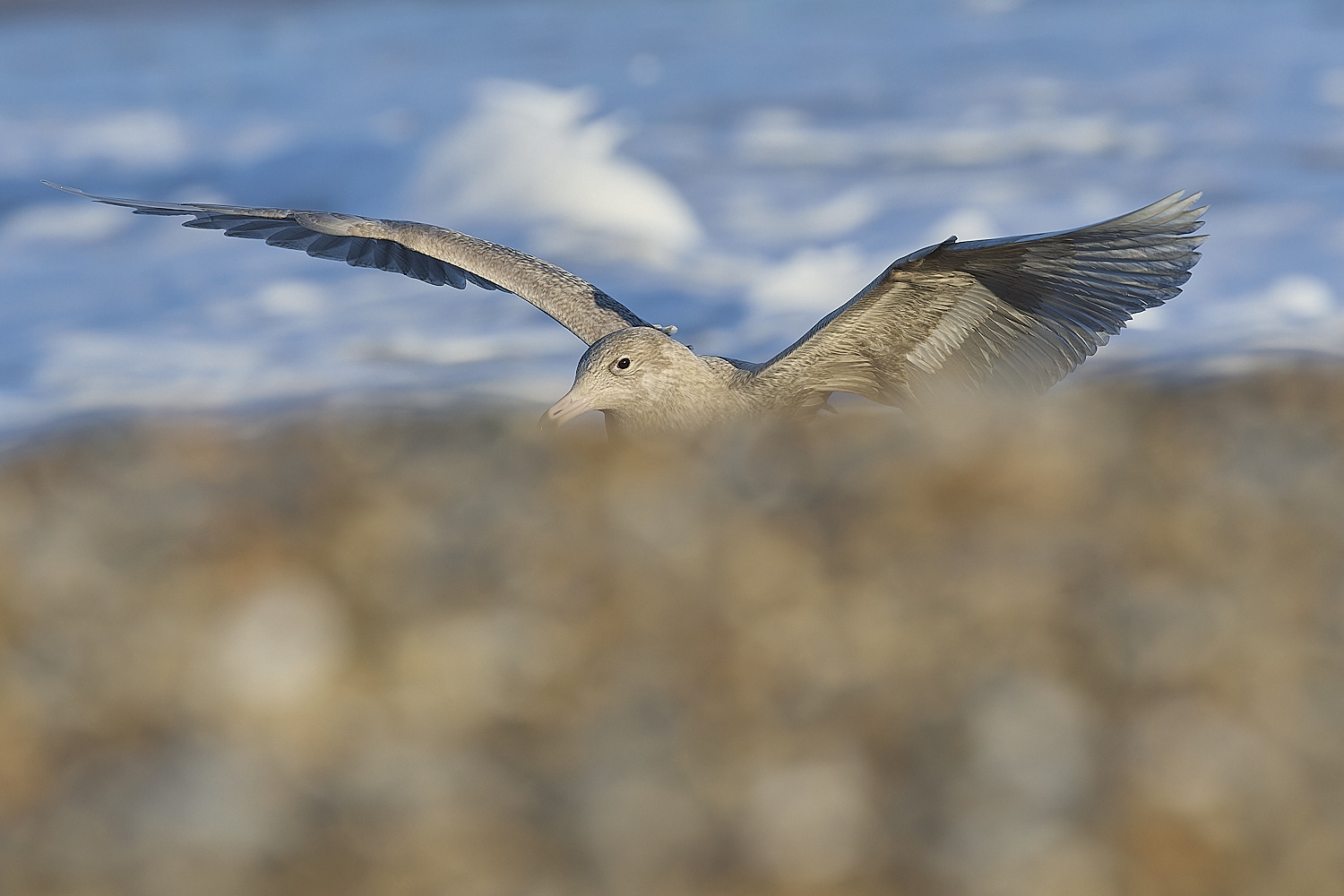 CleyGlaucousGull090125-15