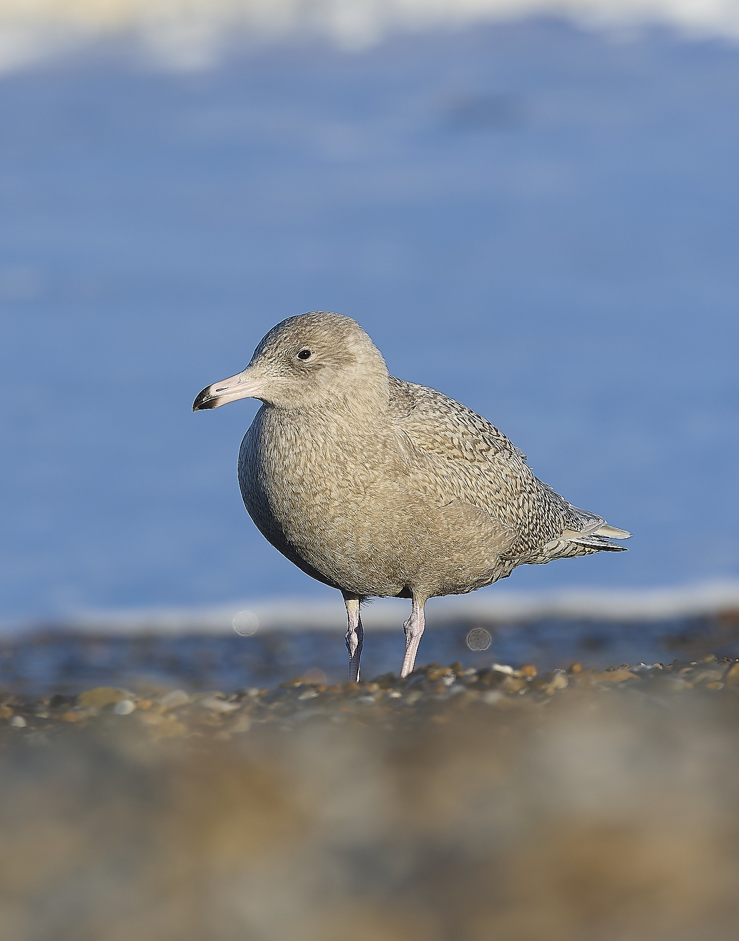 CleyGlaucousGull090125-16