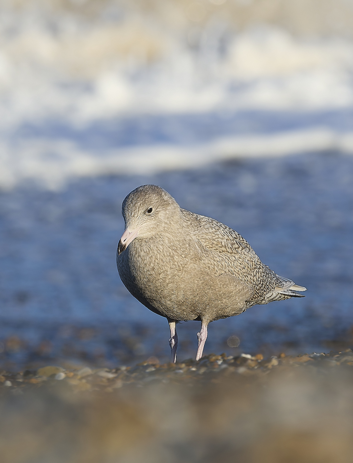 CleyGlaucousGull090125-17