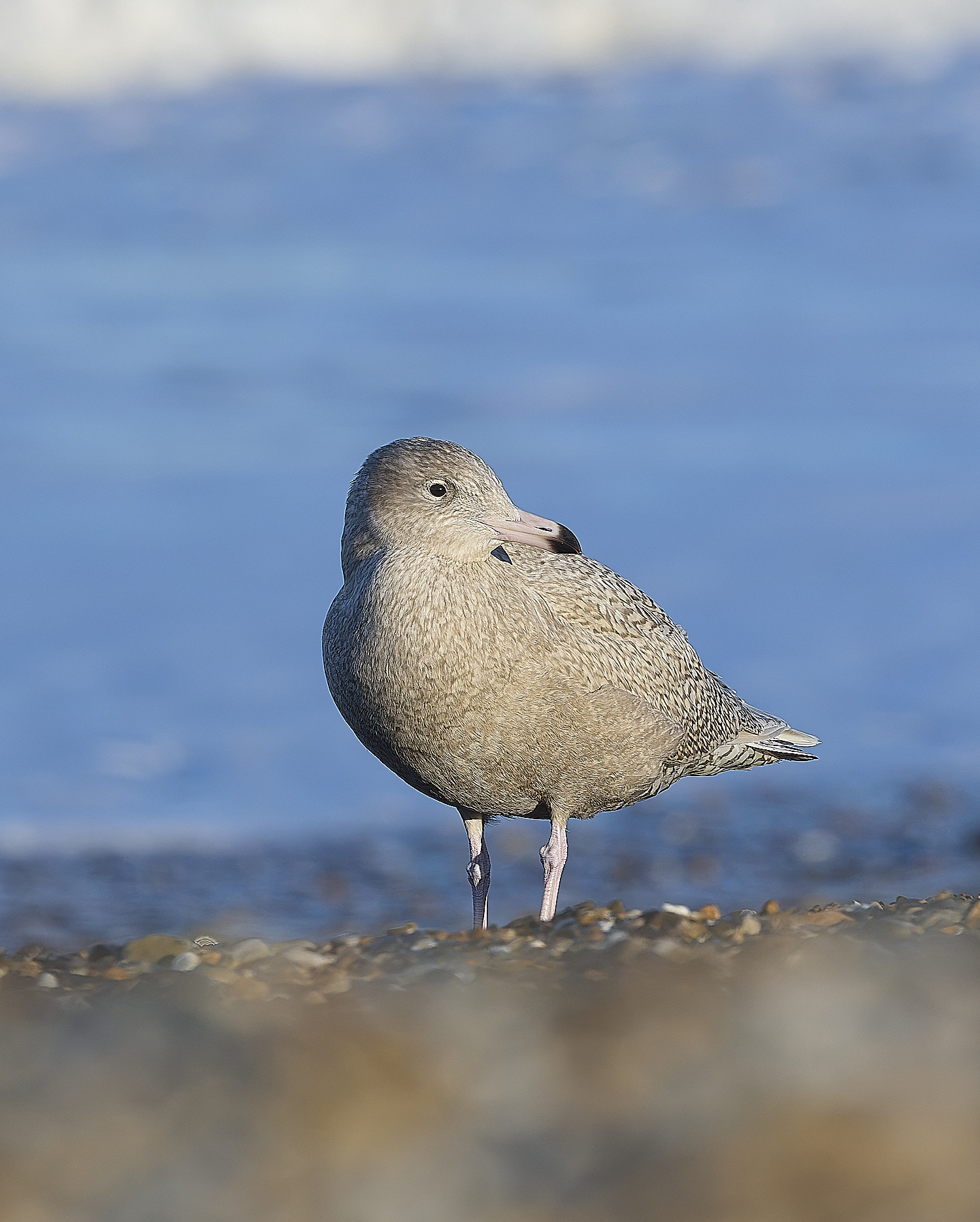 CleyGlaucousGull090125-18